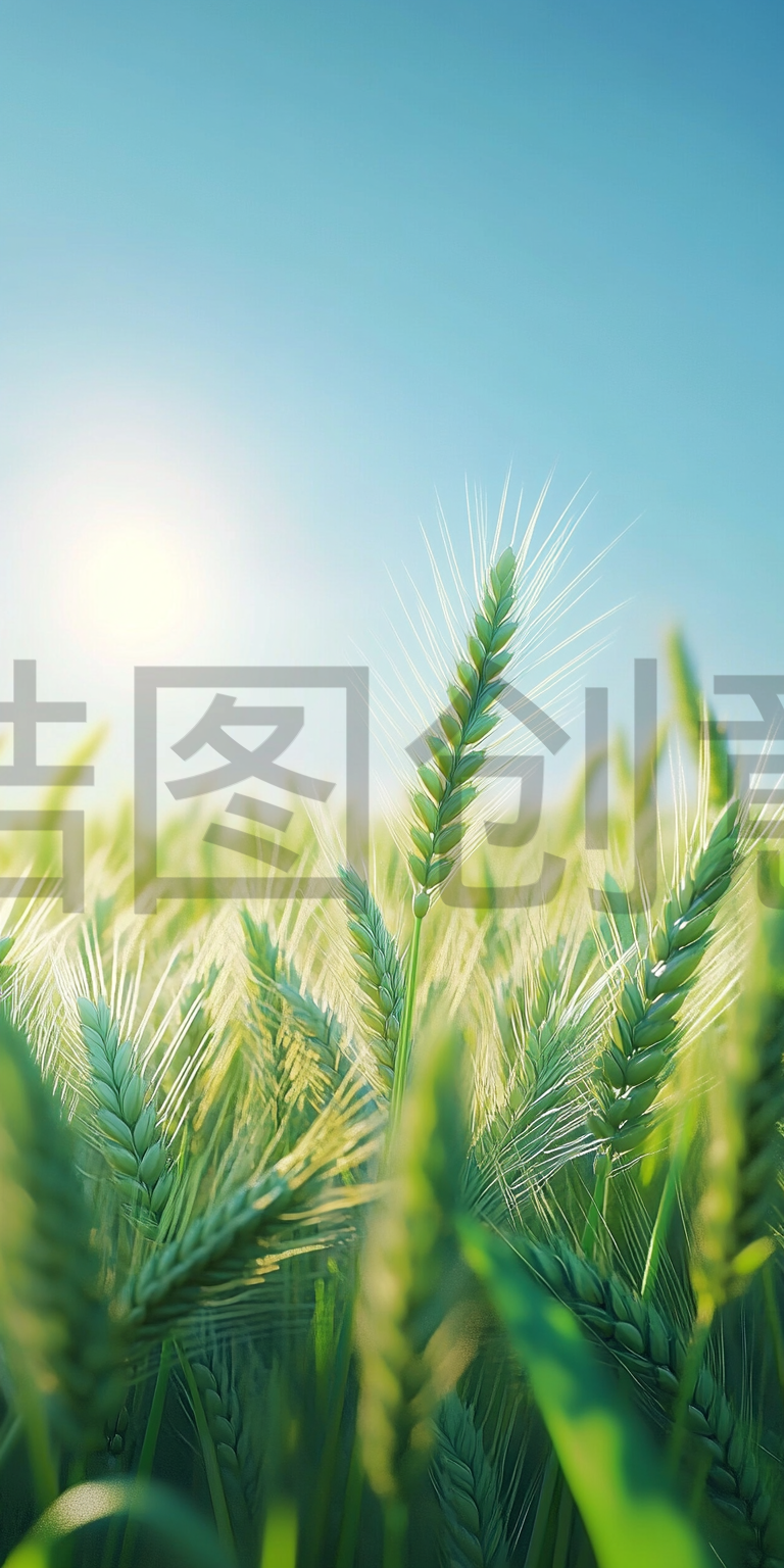 定设网-大自然植物写实绿色麦穗场景背景图片素材