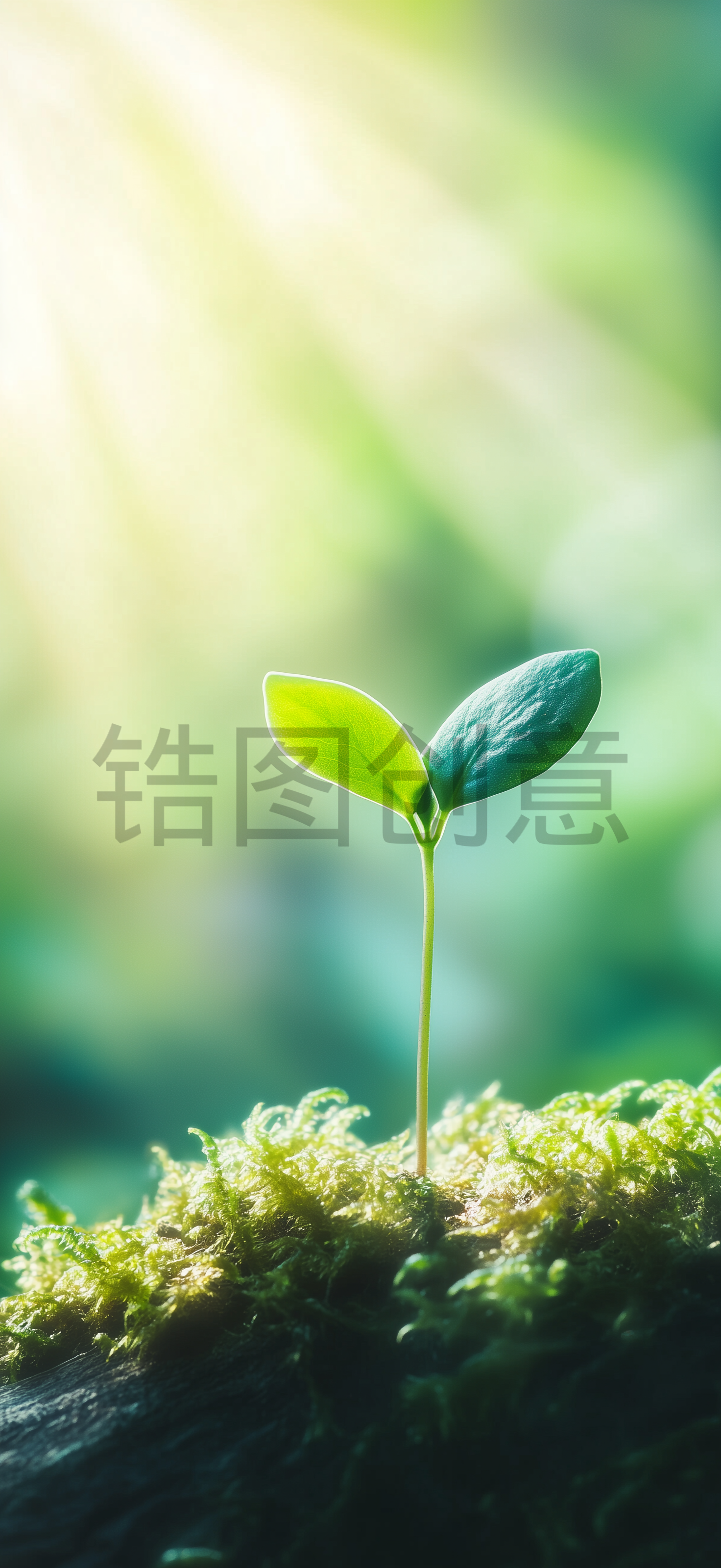 定设网-春天春季实景清新绿色植物发芽背景元素素材