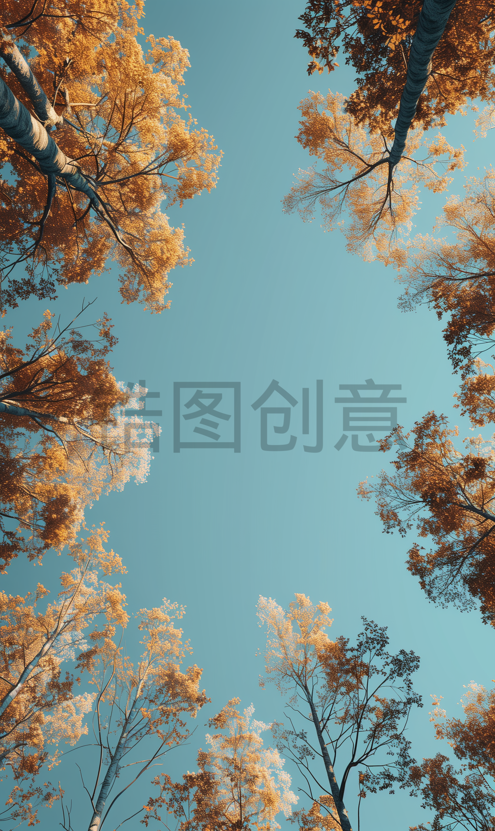 植物实景俯视森林树林场景背景图片