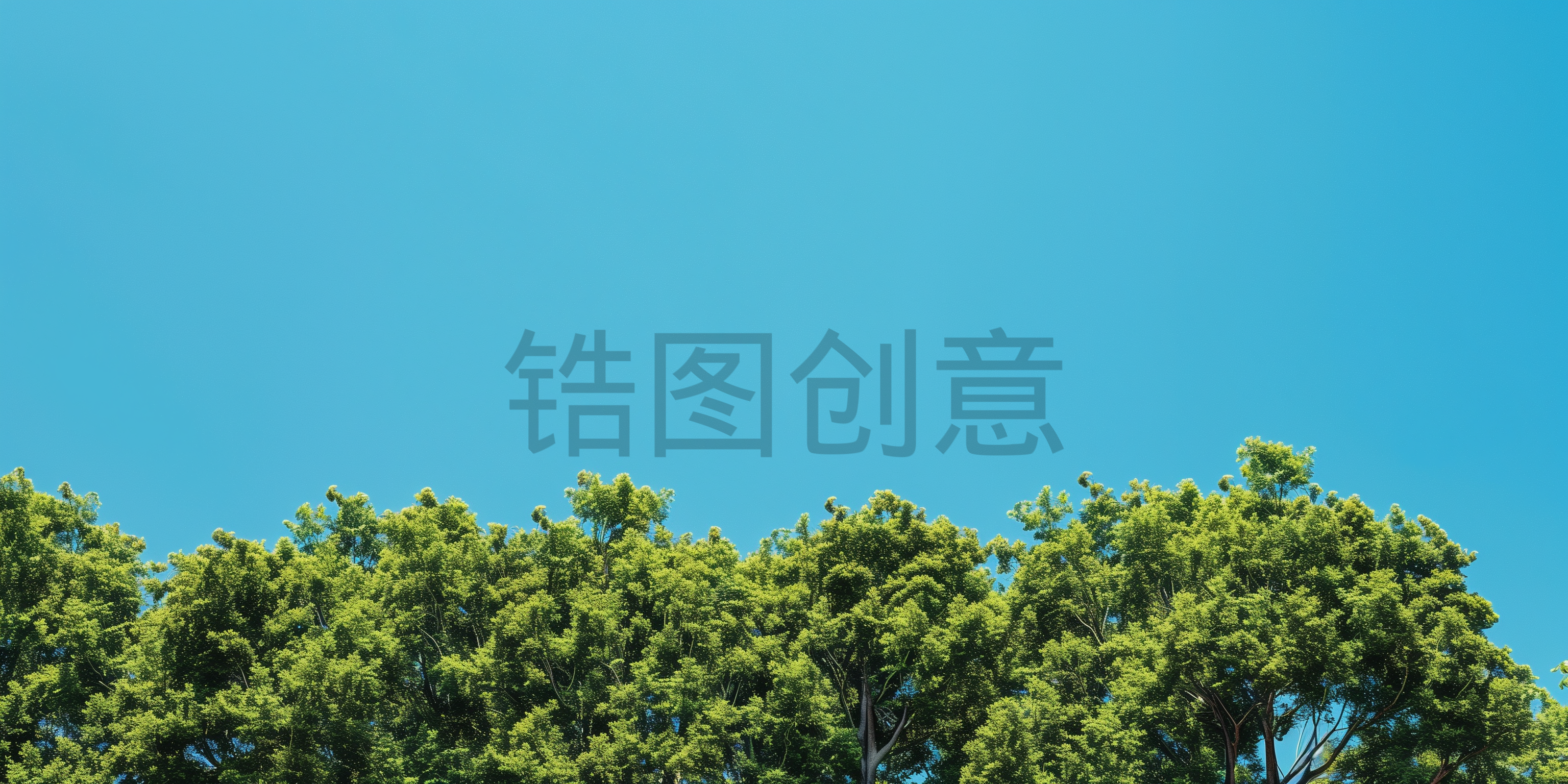 植物实景森林树林场景背景图片