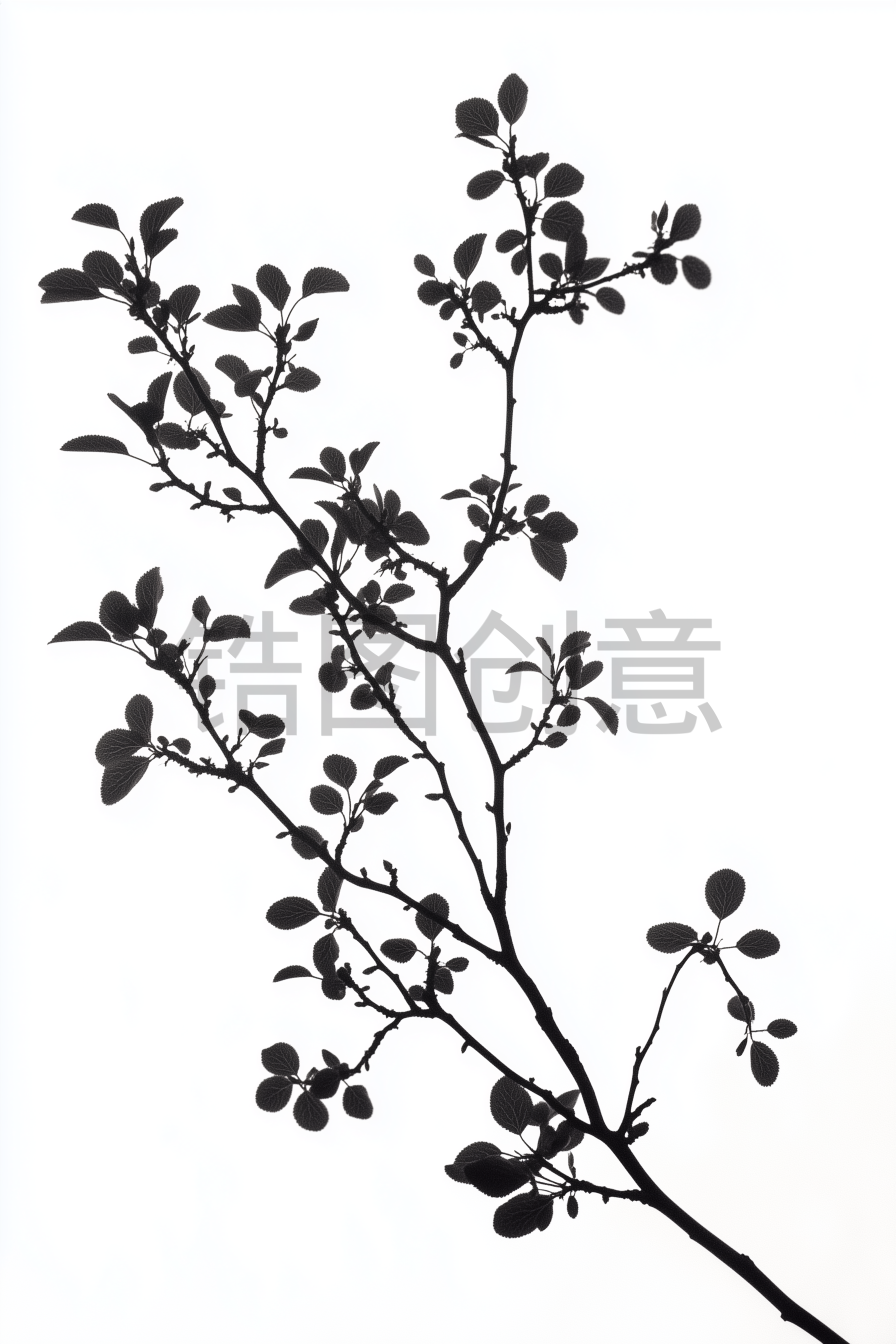 定设网-植物树枝剪影元素