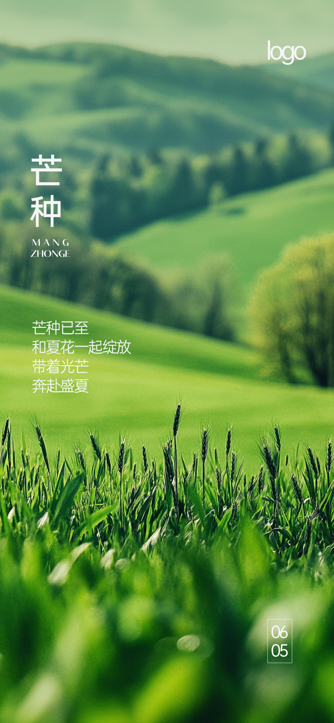 定设网-麦穗芒种小满节气海报