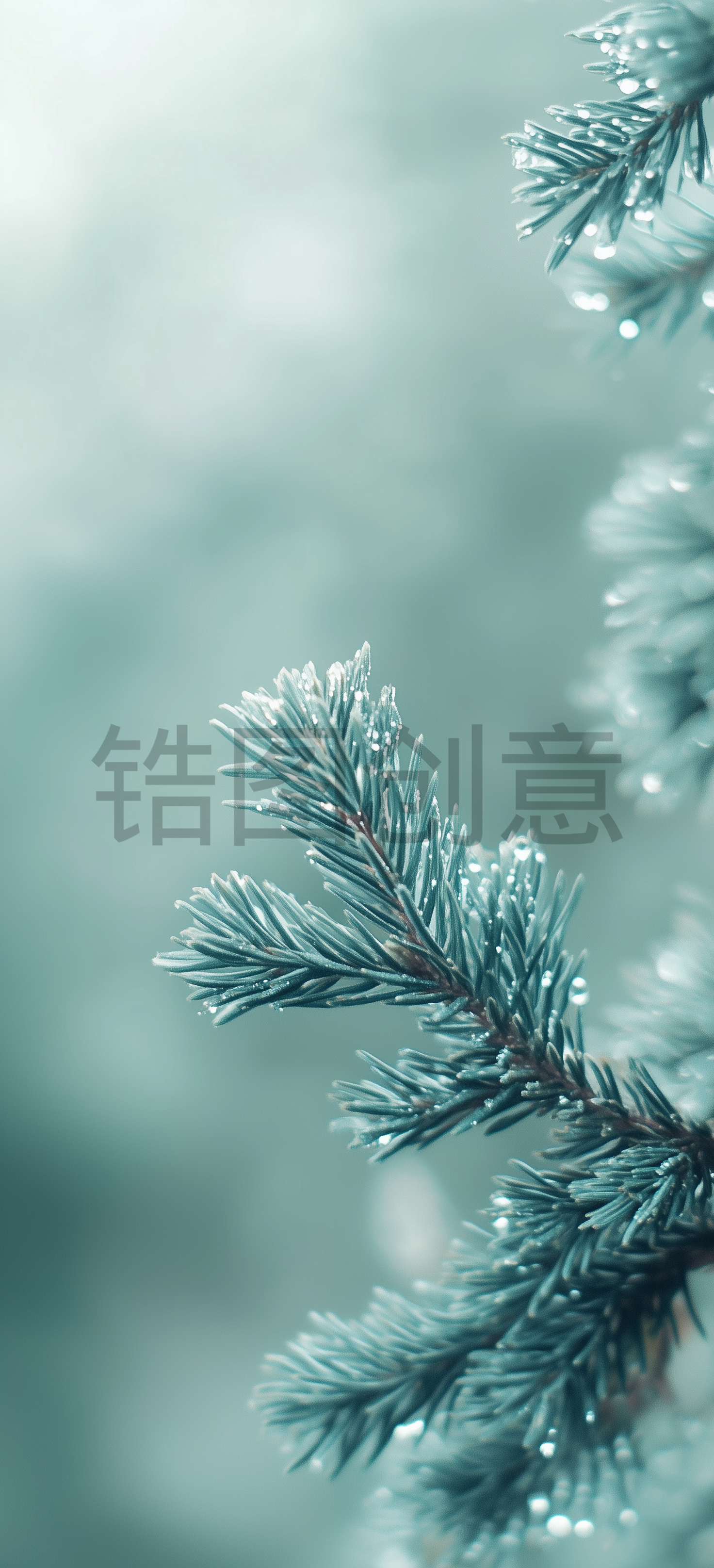 松树松枝上的雨珠水珠水滴特写