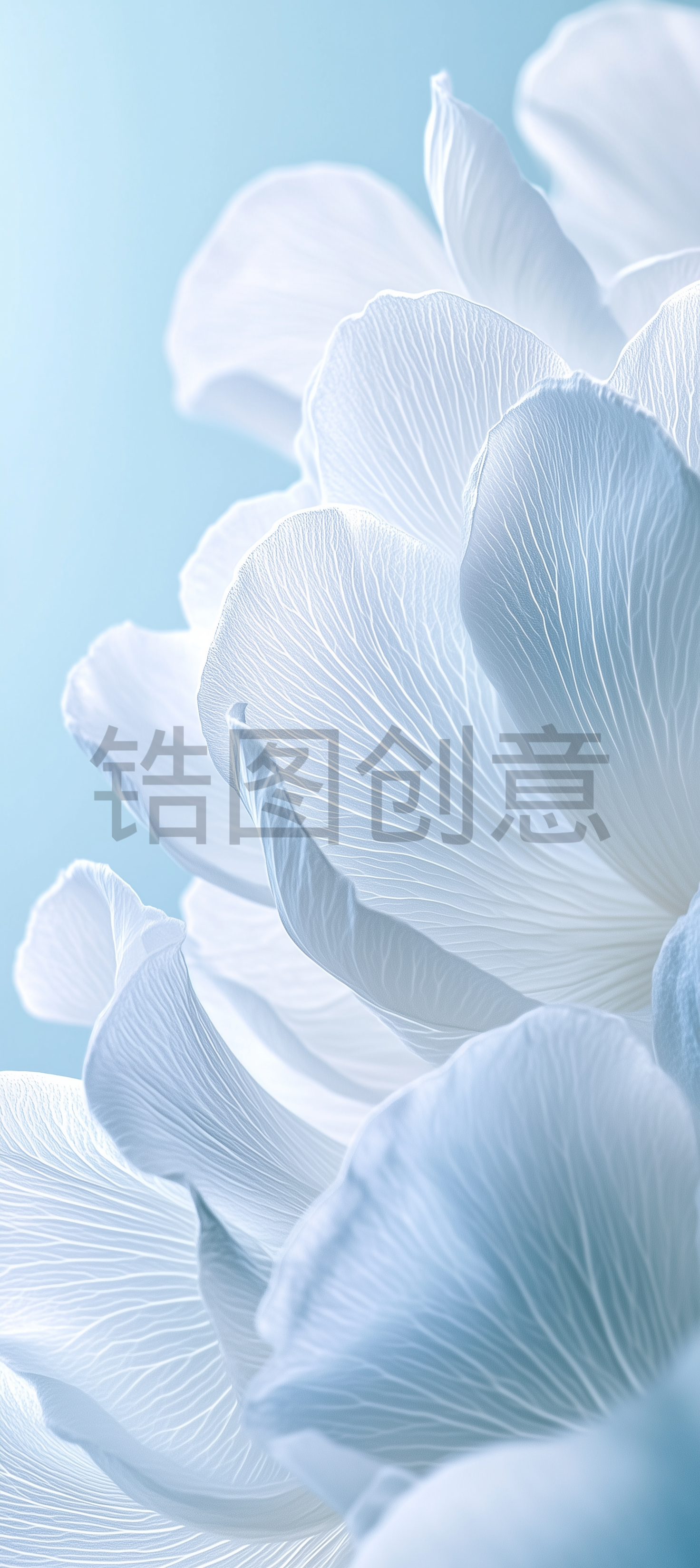 近距离拍摄花瓣状淡蓝色背景