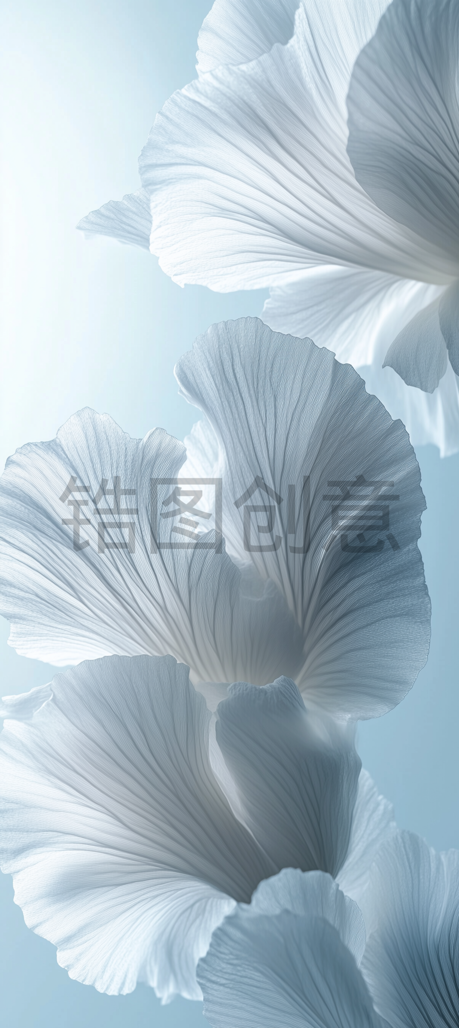 近距离拍摄花瓣状淡蓝色背景