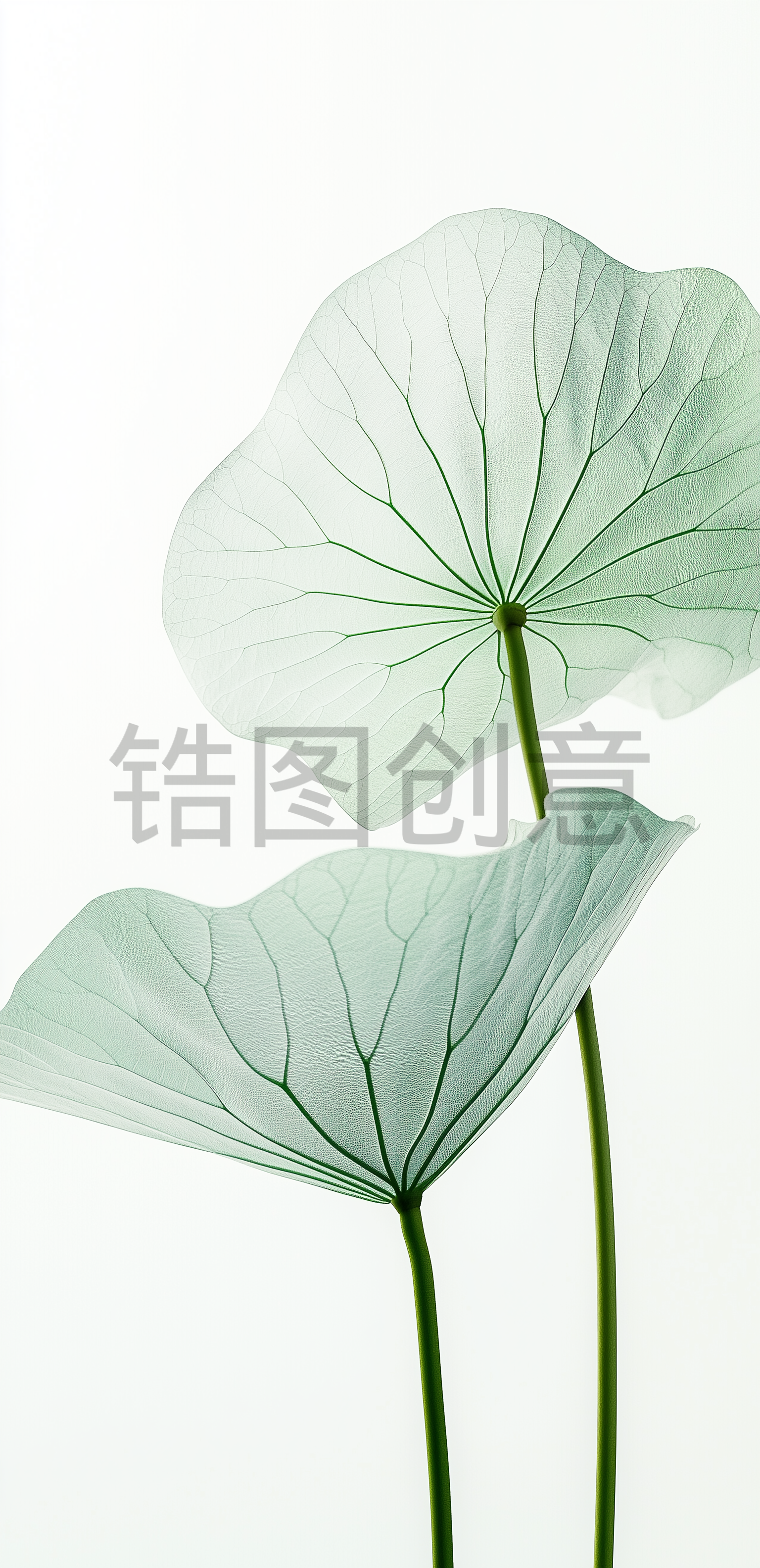夏日中国风系列荷叶通透感写实叶脉通用背景素材