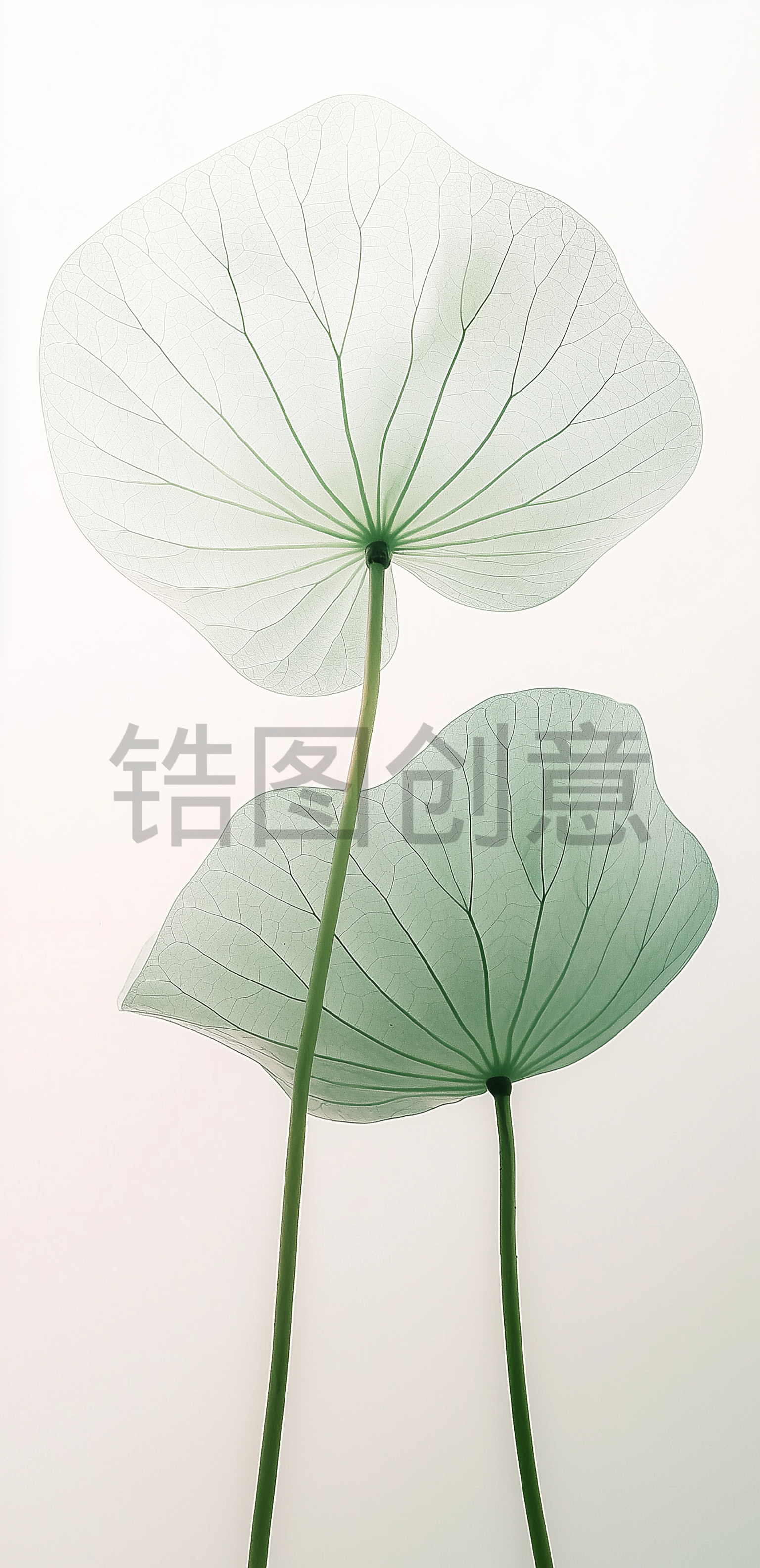 夏日中国风系列荷叶通透感写实叶脉通用背景素材