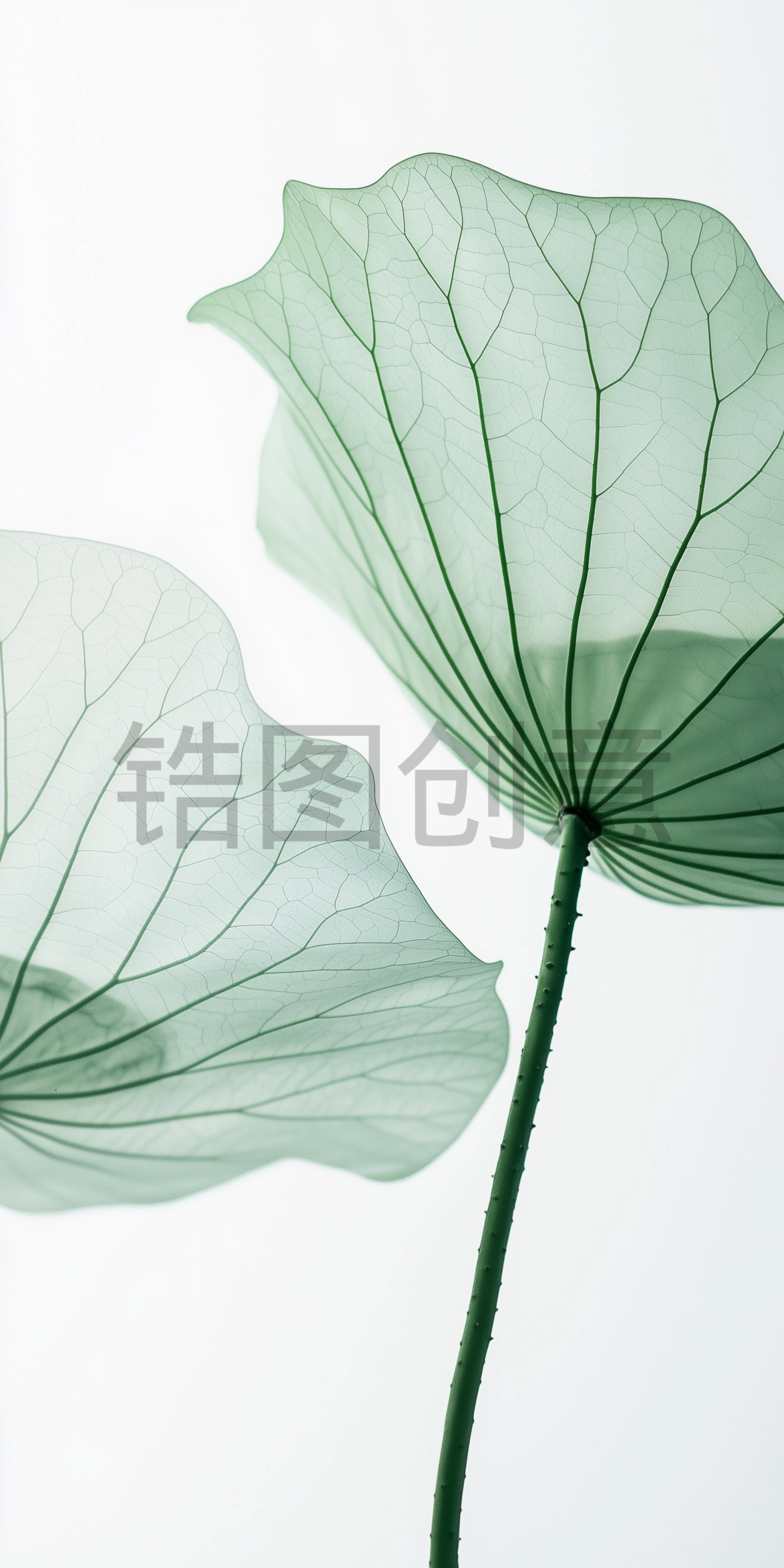 夏日中国风系列荷叶通透感写实叶脉通用背景素材