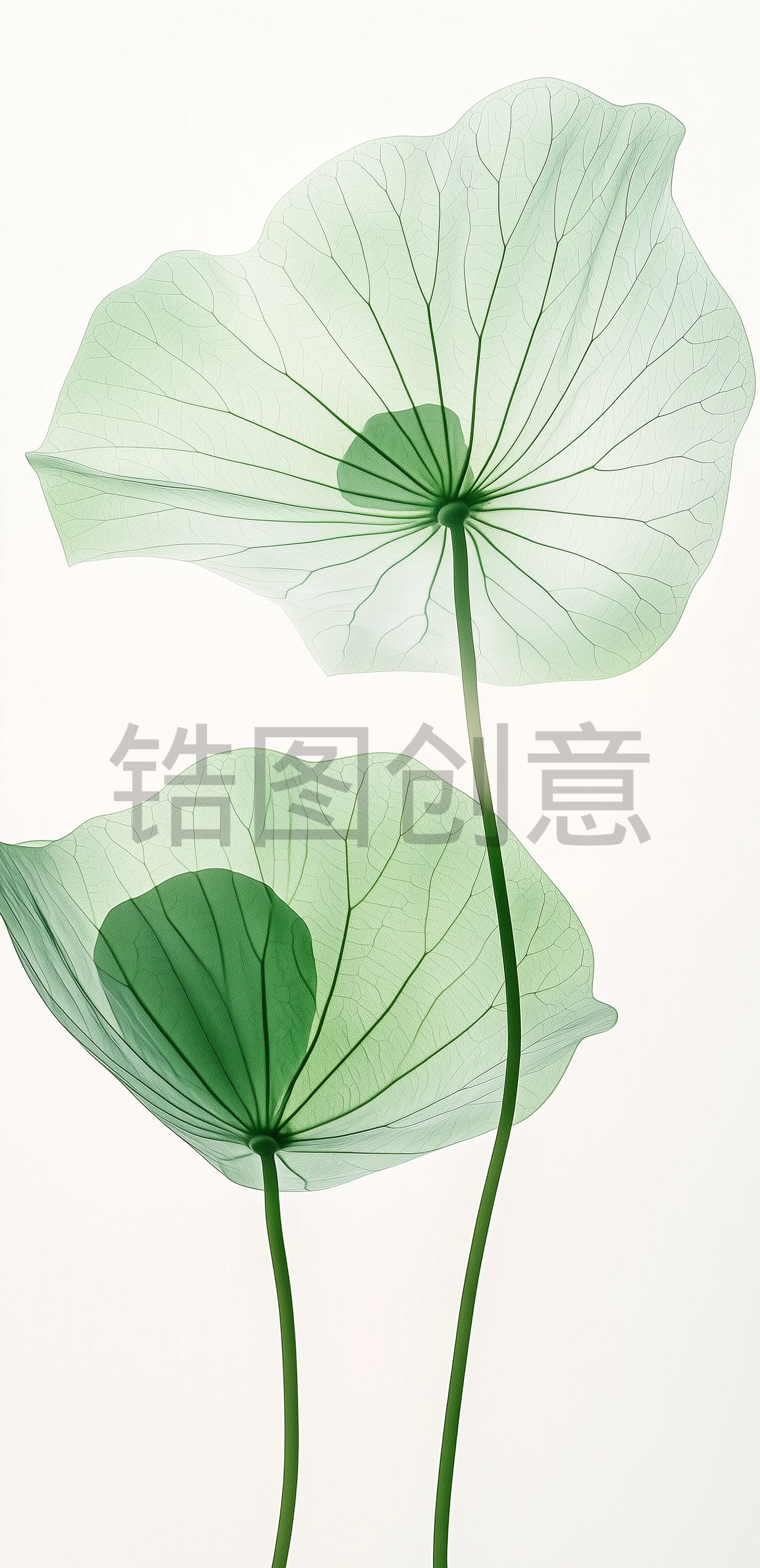 夏日中国风系列荷叶通透感写实叶脉通用背景素材