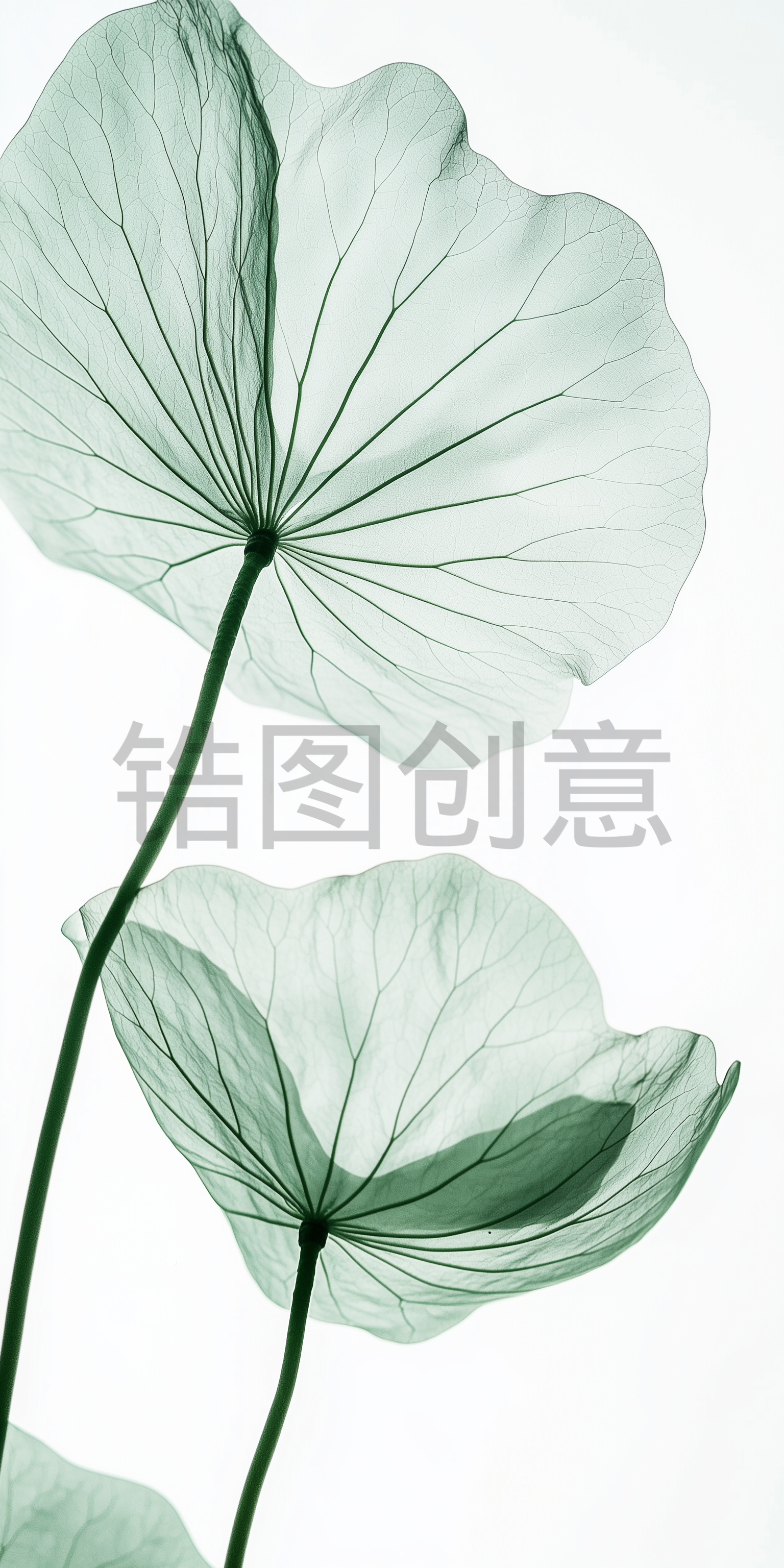 夏日中国风系列荷叶通透感写实叶脉通用背景素材