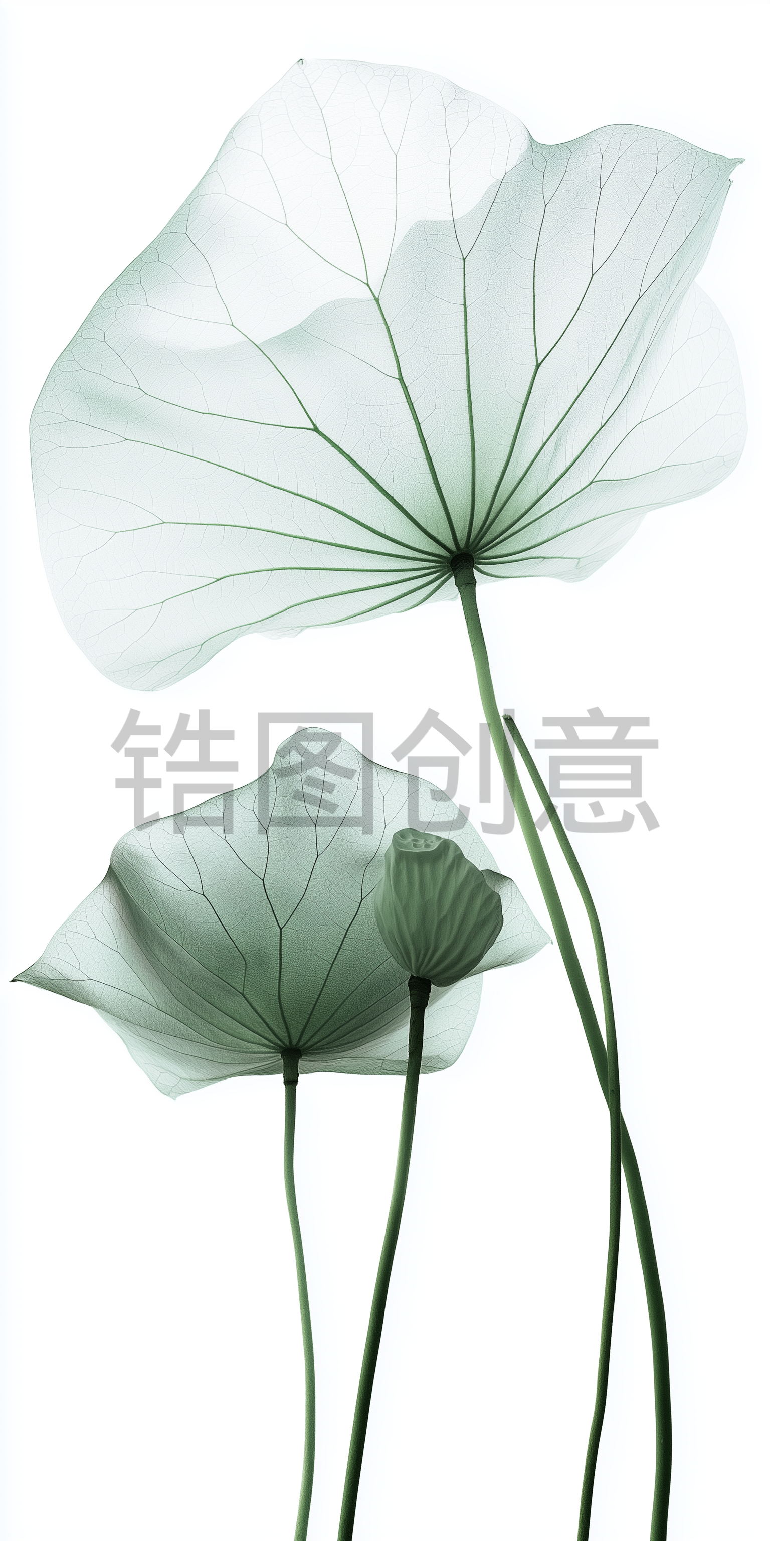 夏日中国风系列荷叶通透感写实叶脉通用背景素材