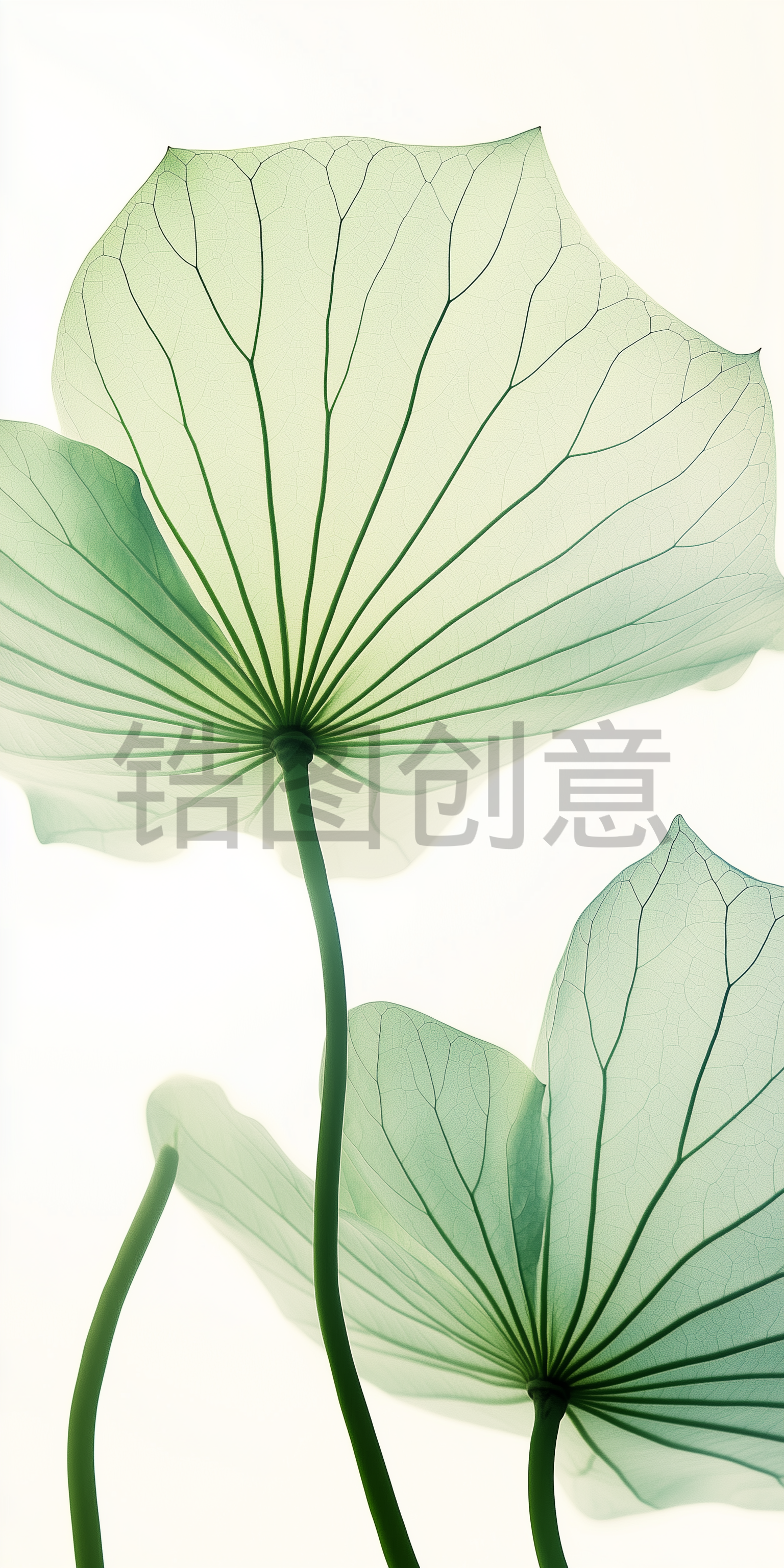 夏日中国风系列荷叶通透感写实叶脉通用背景素材