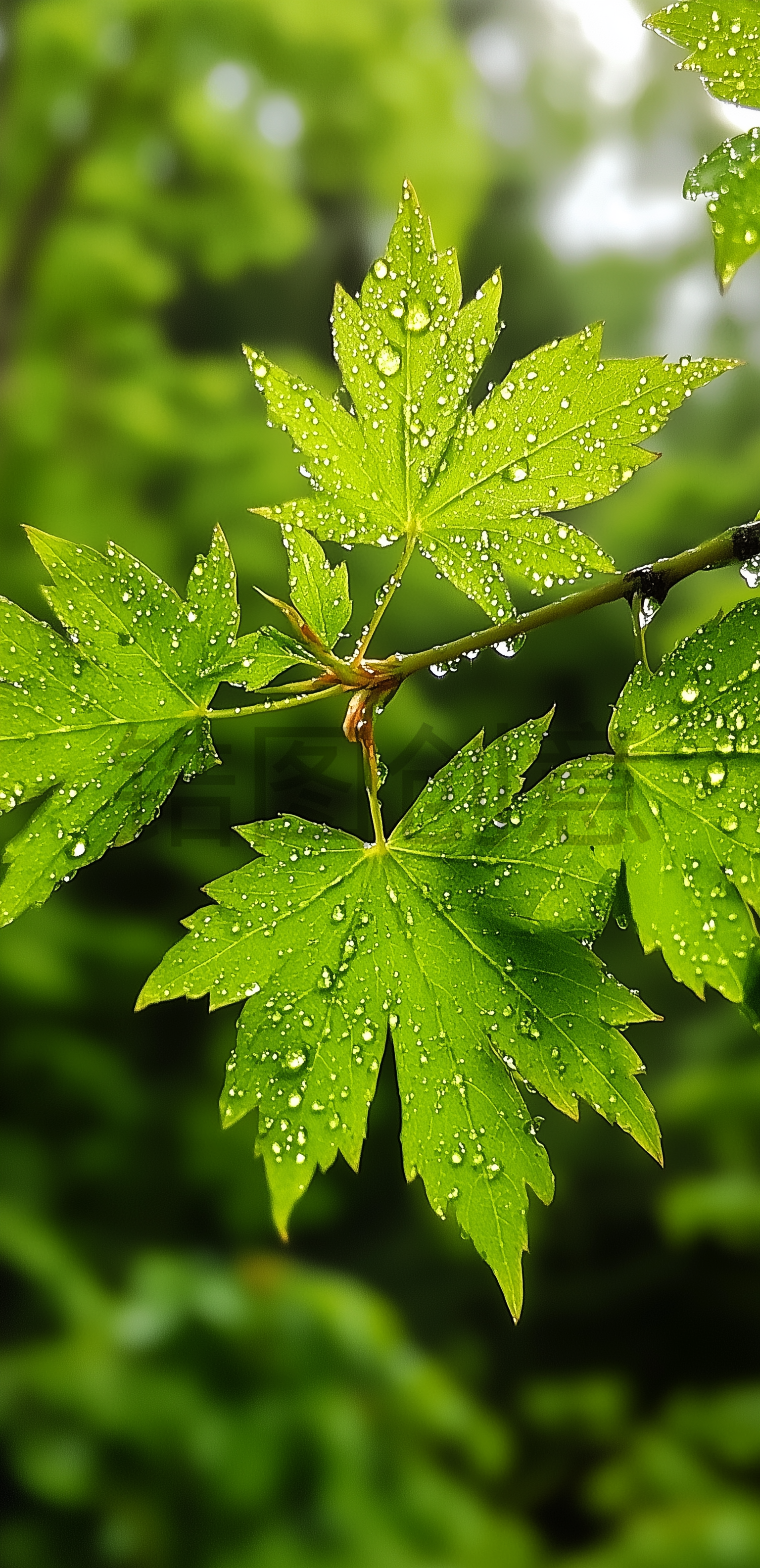 植物晨露露水高清图片