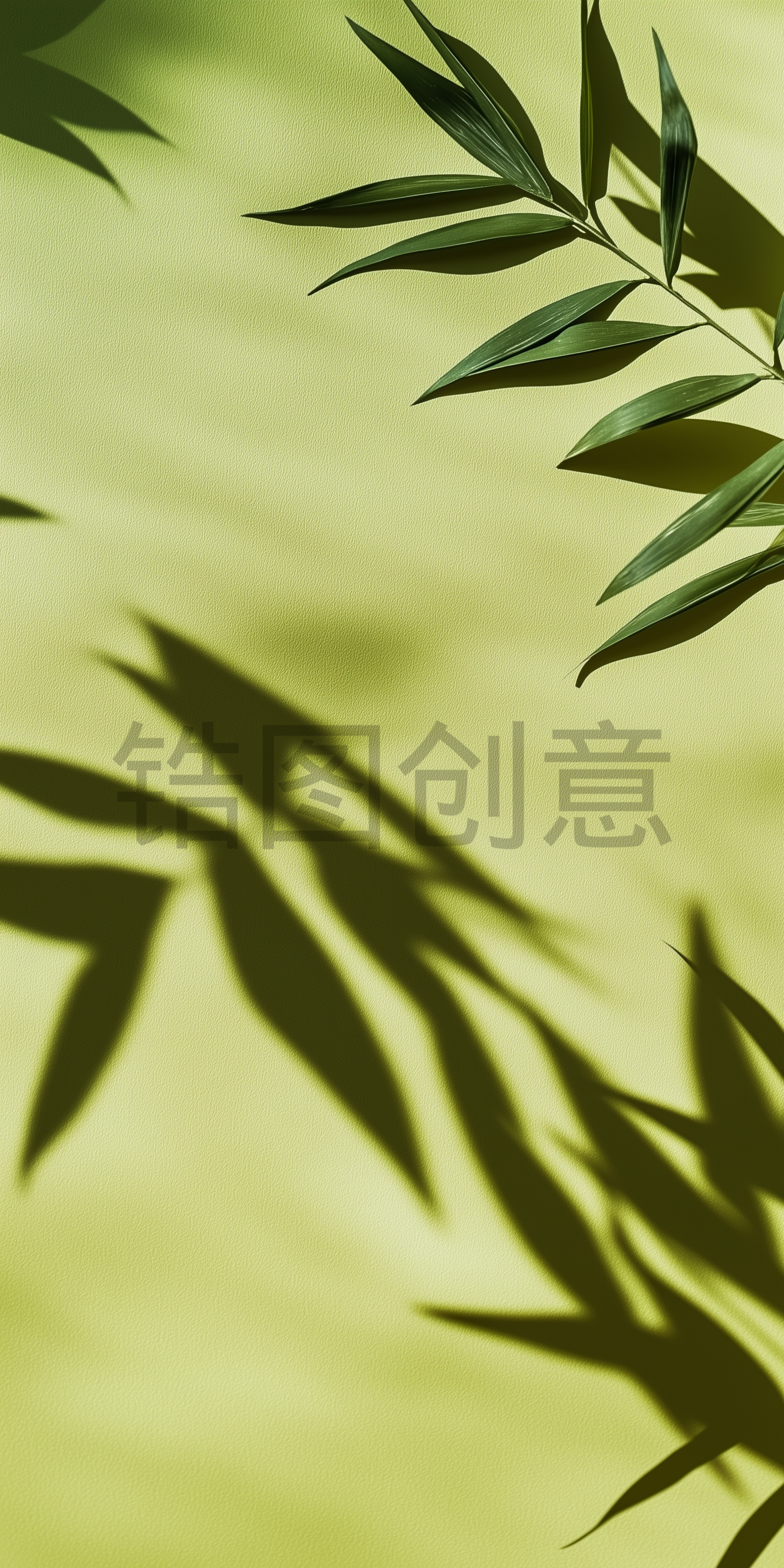锆图创意-绿色棕榈叶的阴影背景