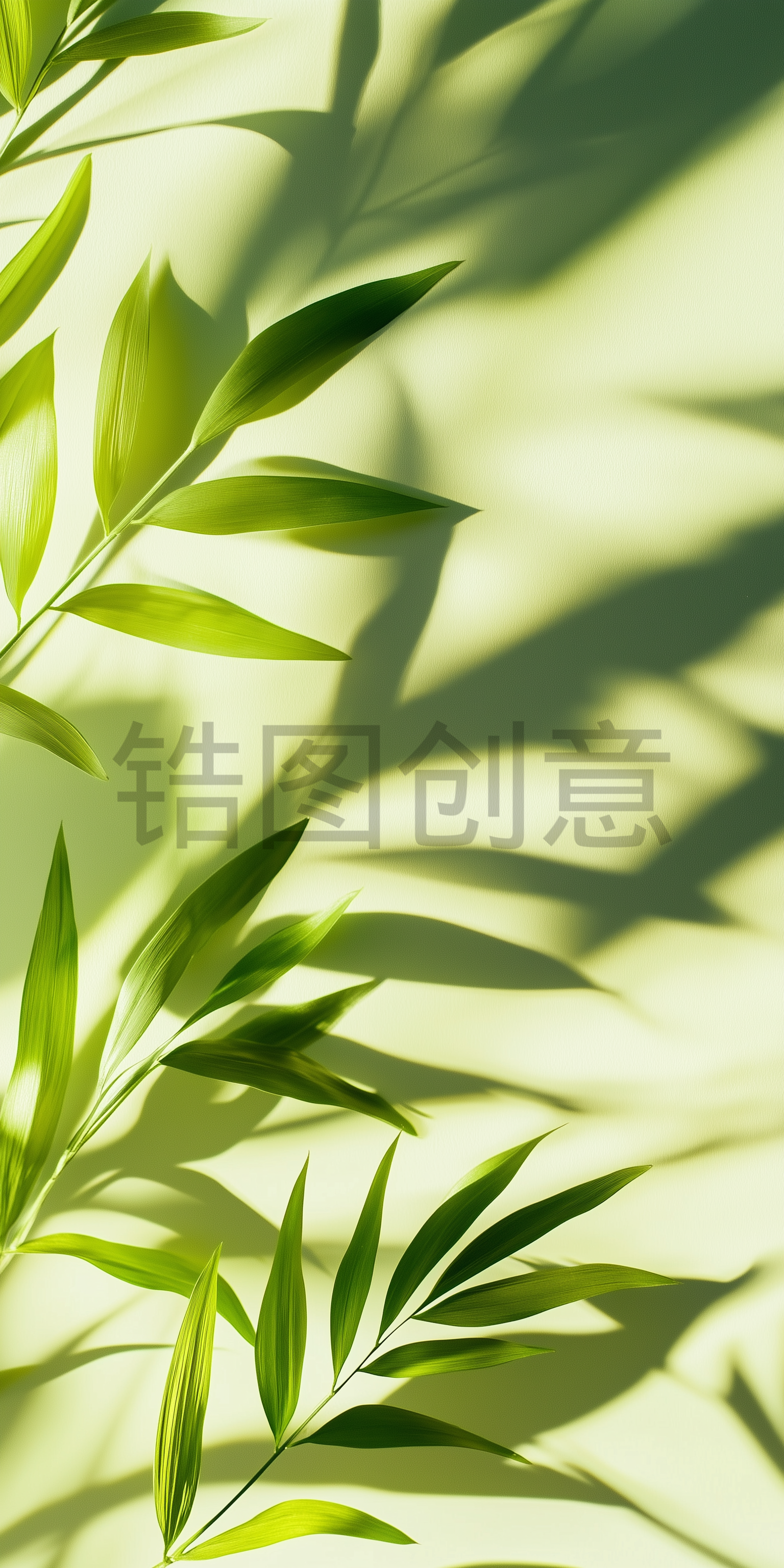 锆图创意-绿色棕榈叶的阴影背景