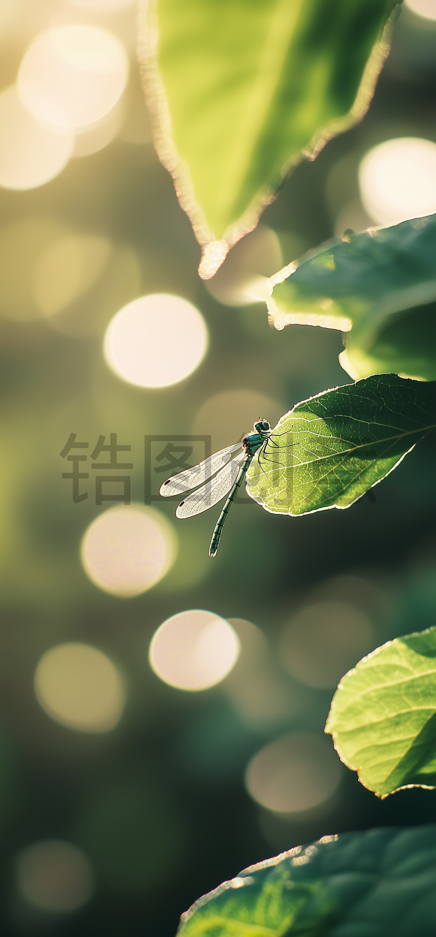 翠绿色叶子上面栖息着一只蜻蜓特写模糊的背景