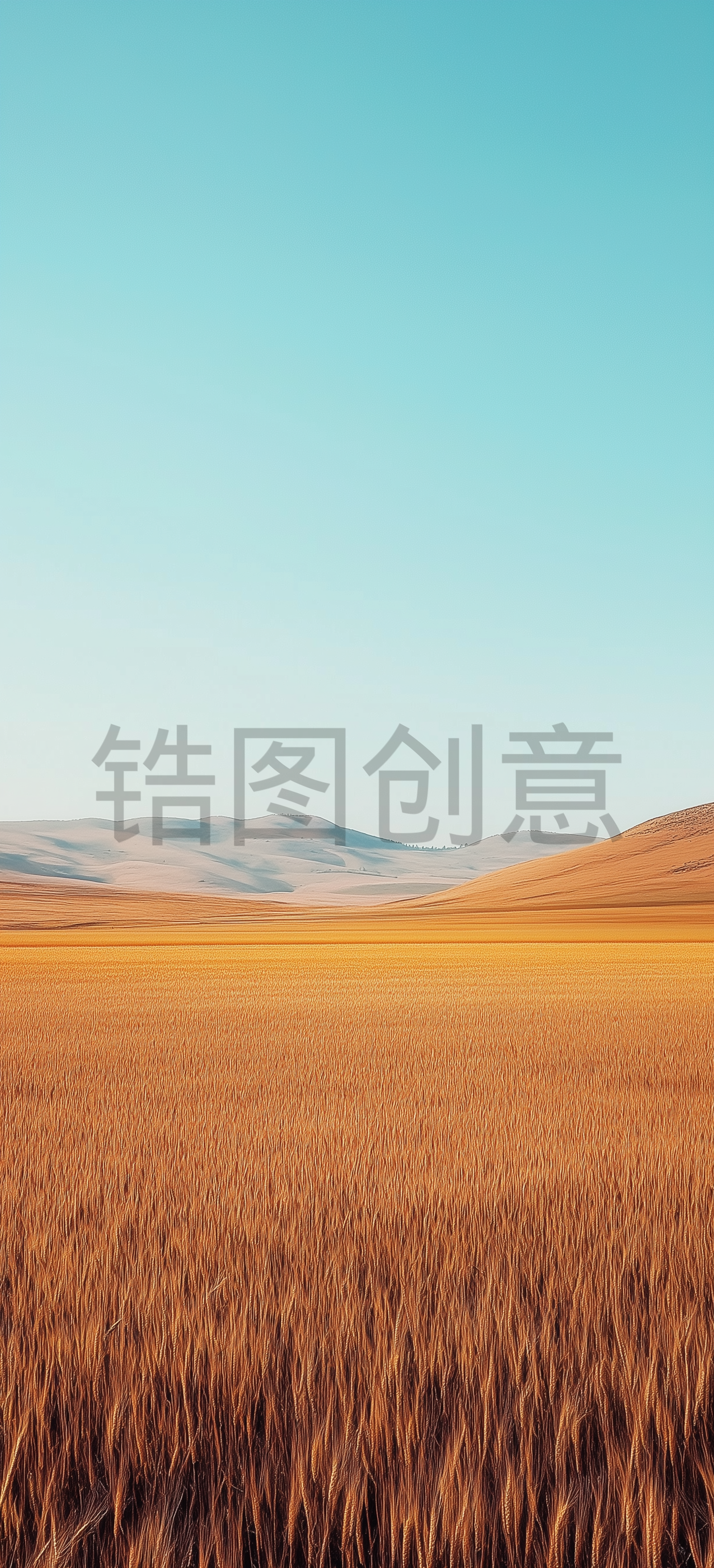 金黄的麦田田园风景辽阔秋天秋日场景