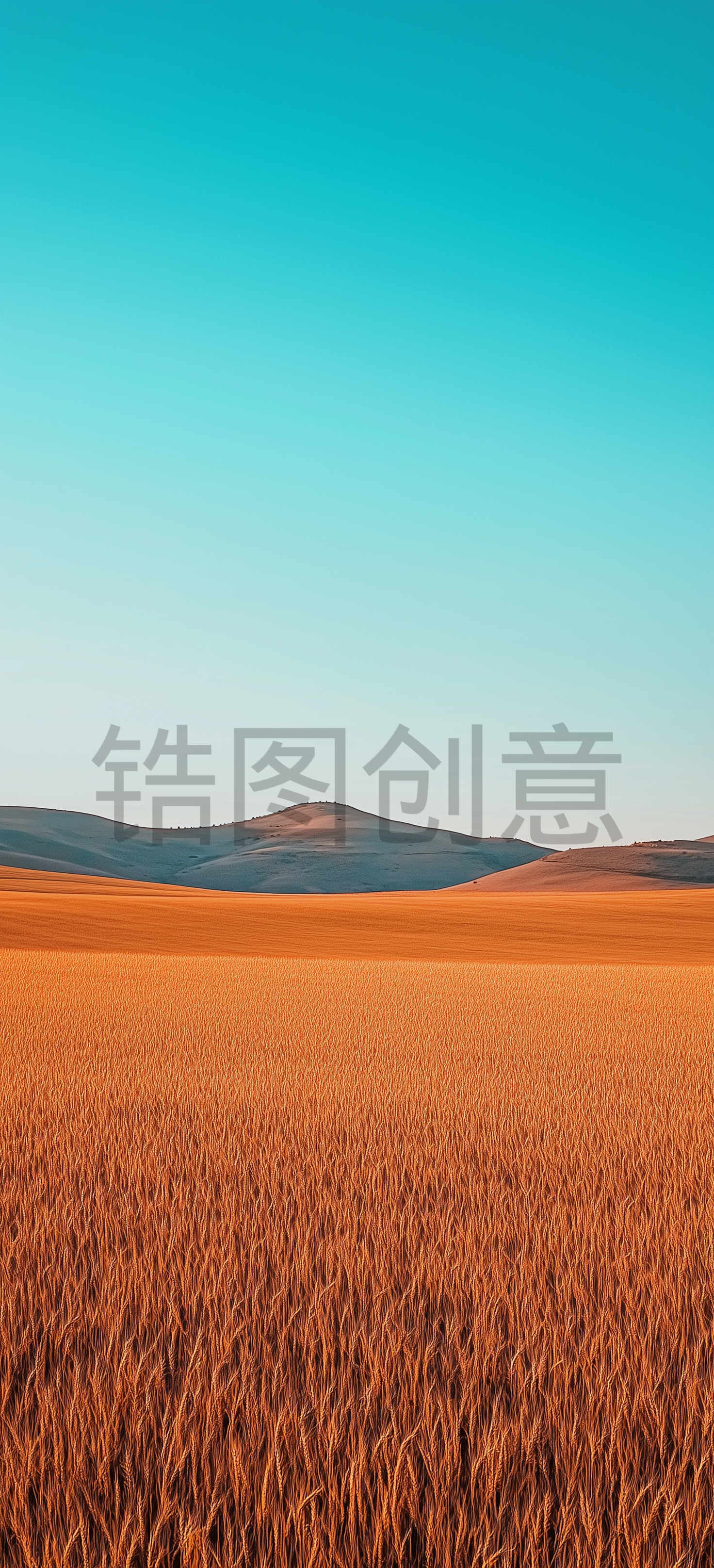 金黄的麦田风景辽阔秋天场景