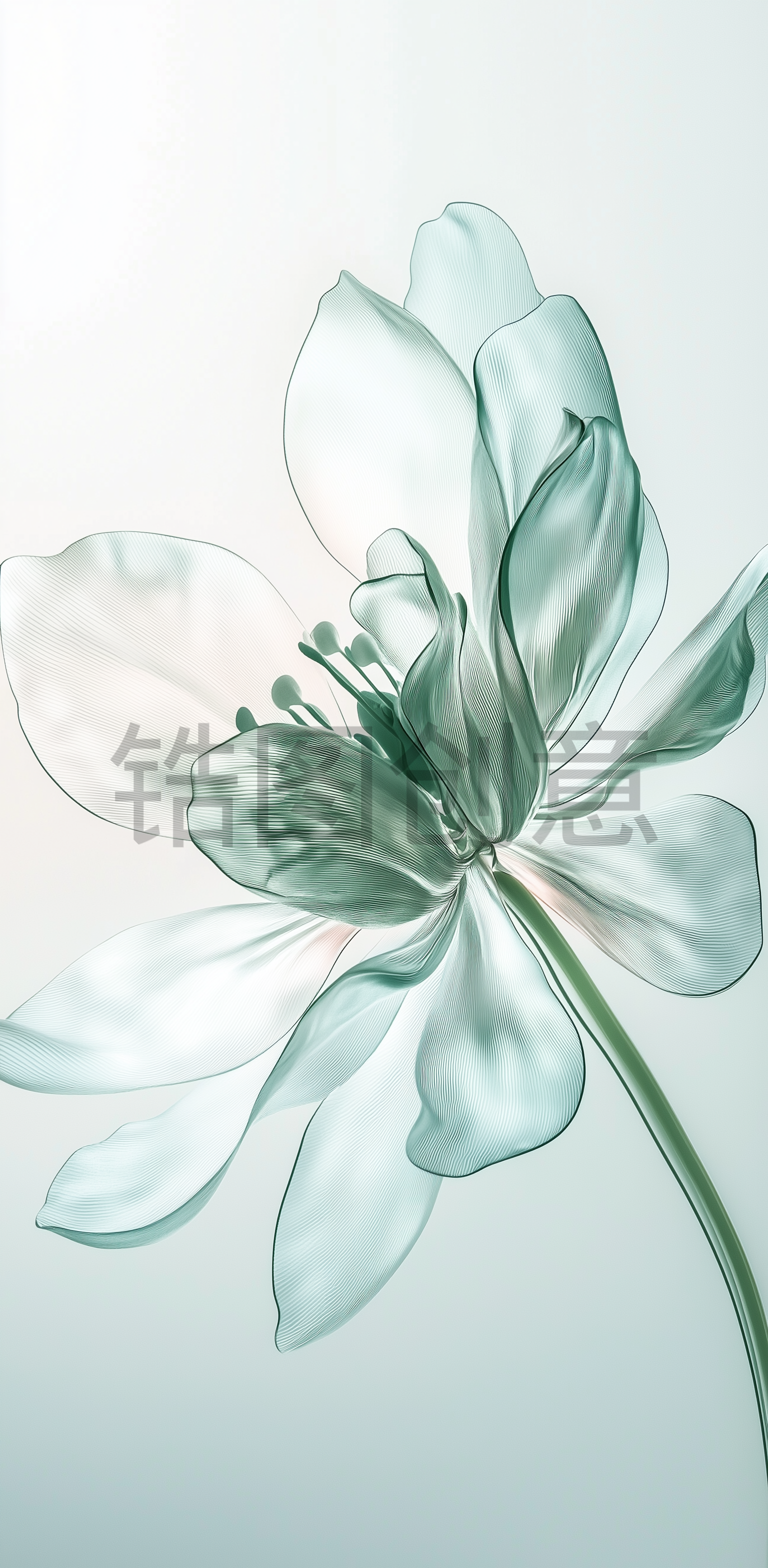 锆图创意-浅绿色透明花瓣花朵特写