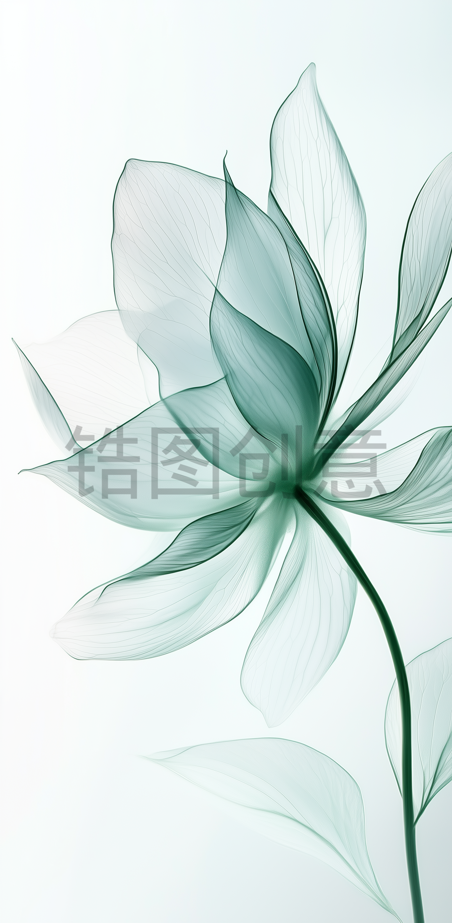 锆图创意-浅绿色透明花瓣花朵特写