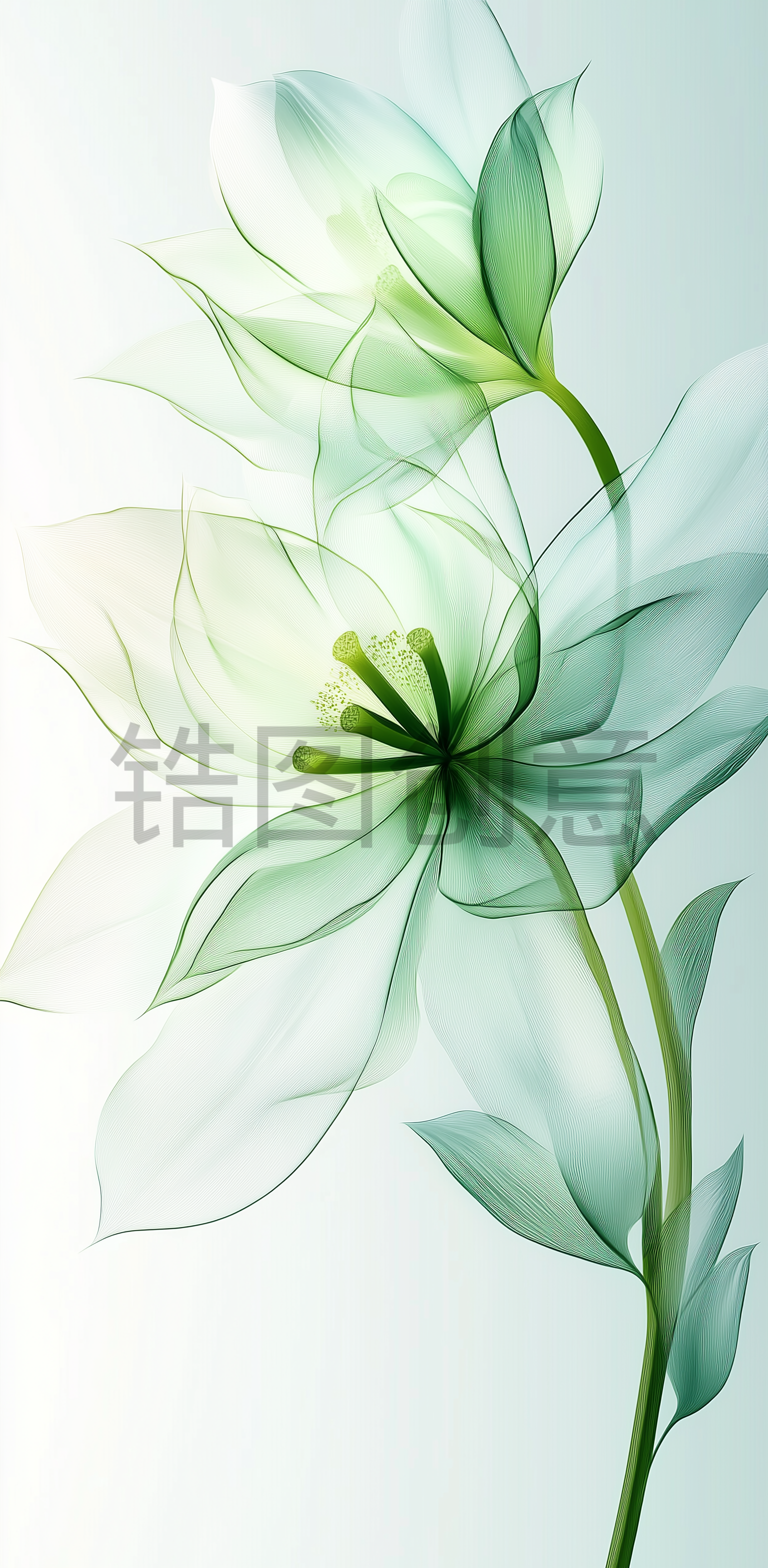 锆图创意-浅绿色透明花瓣花朵特写