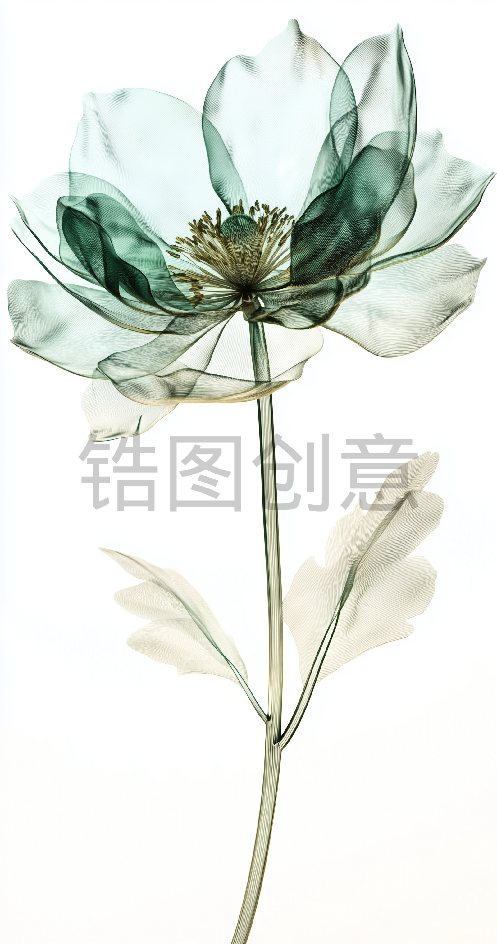锆图创意-浅绿色3d透明花瓣花朵特写