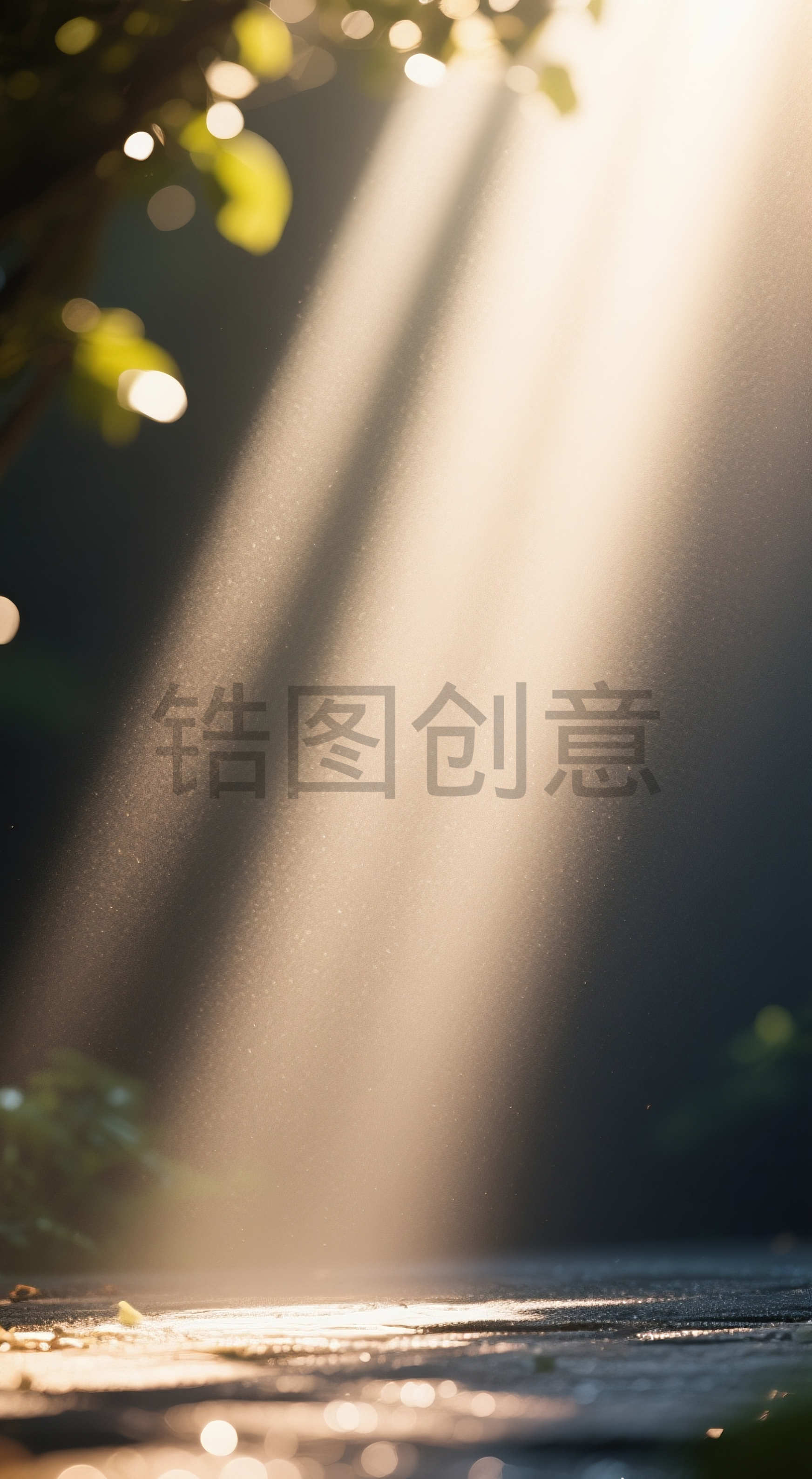 背景通用空间感光影特效植物光影树影图片素材