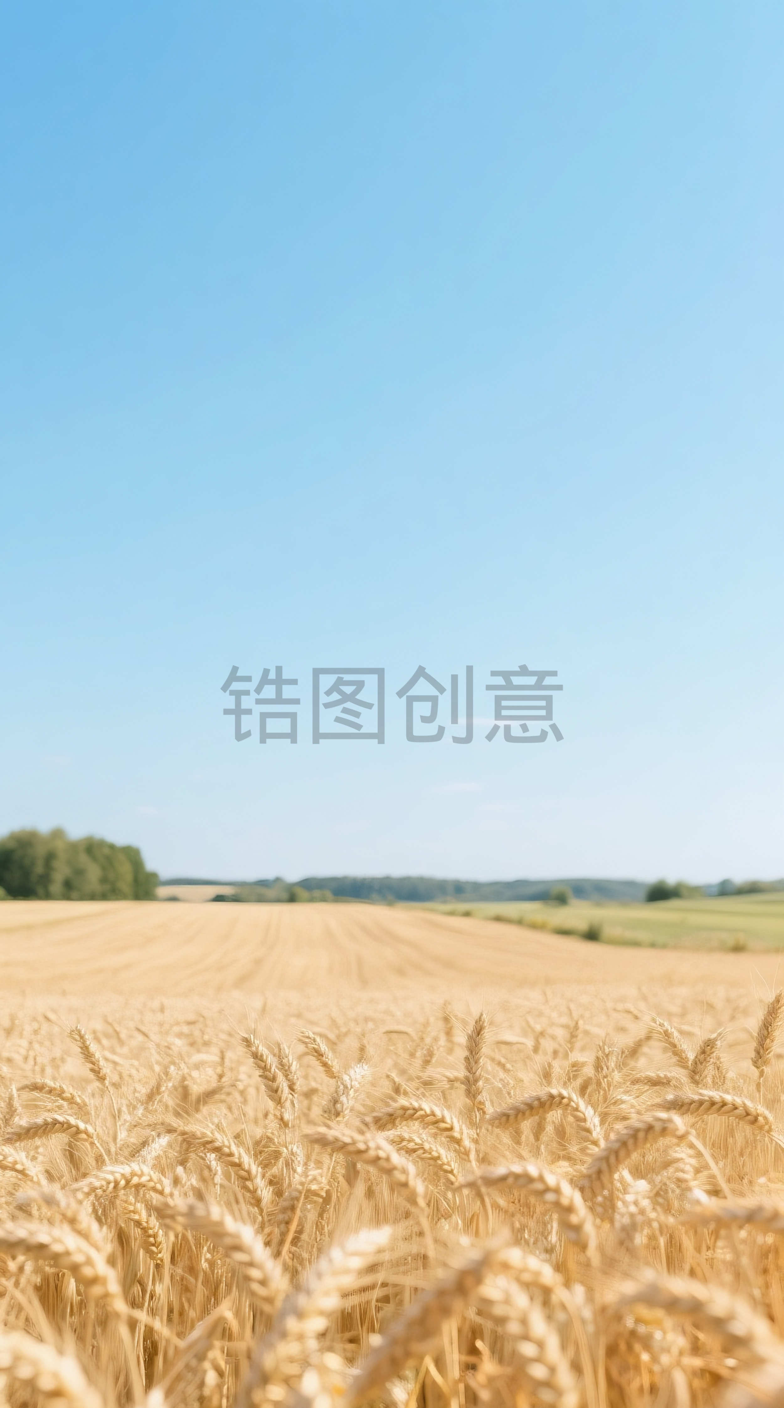 秋天金黄色空旷麦田小麦麦子农作物芒种场景