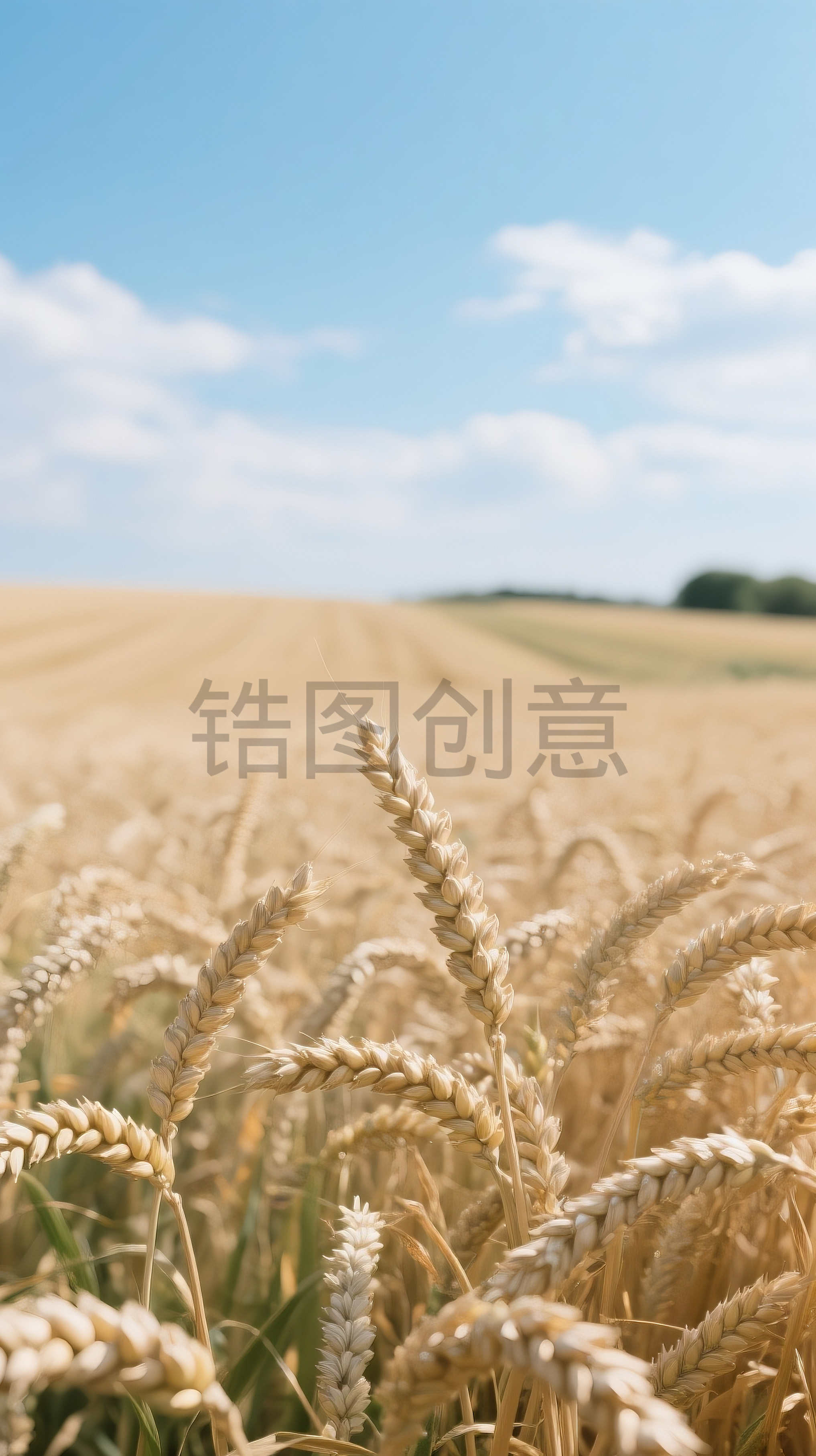 空旷秋天金黄色麦田小麦麦子农作物芒种场景