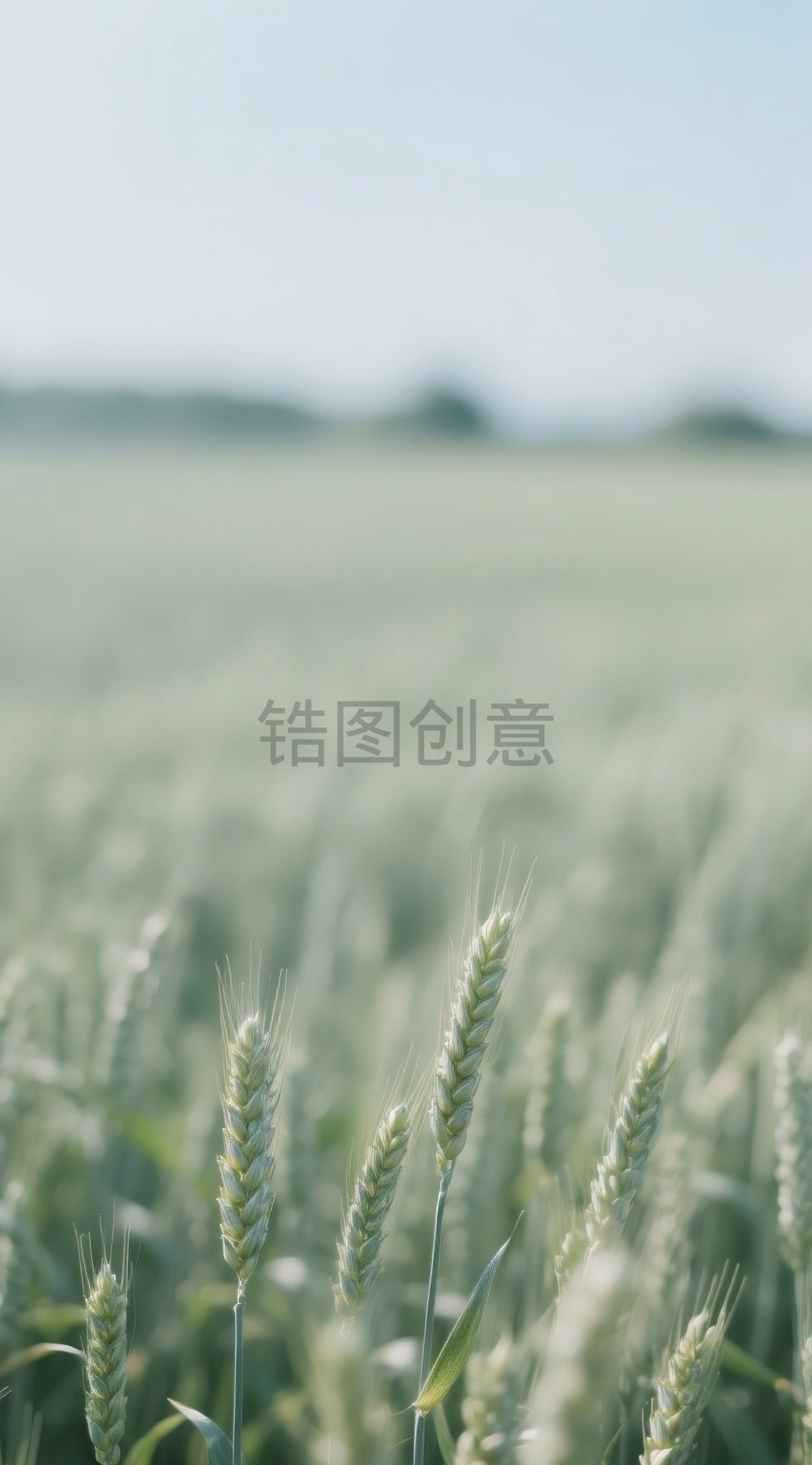 空旷麦田小麦场景