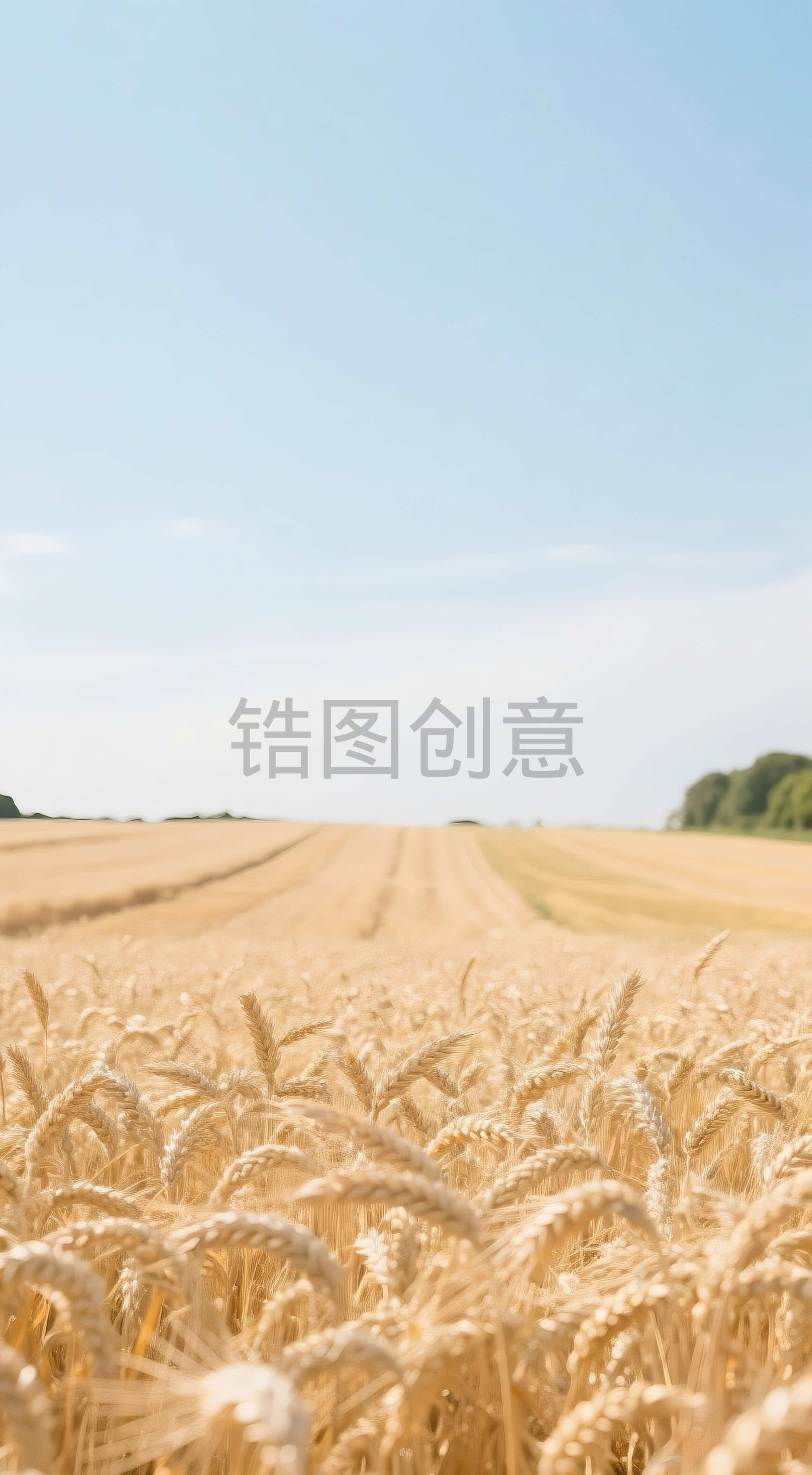 秋天金黄色空旷麦田小麦麦子农作物芒种场景