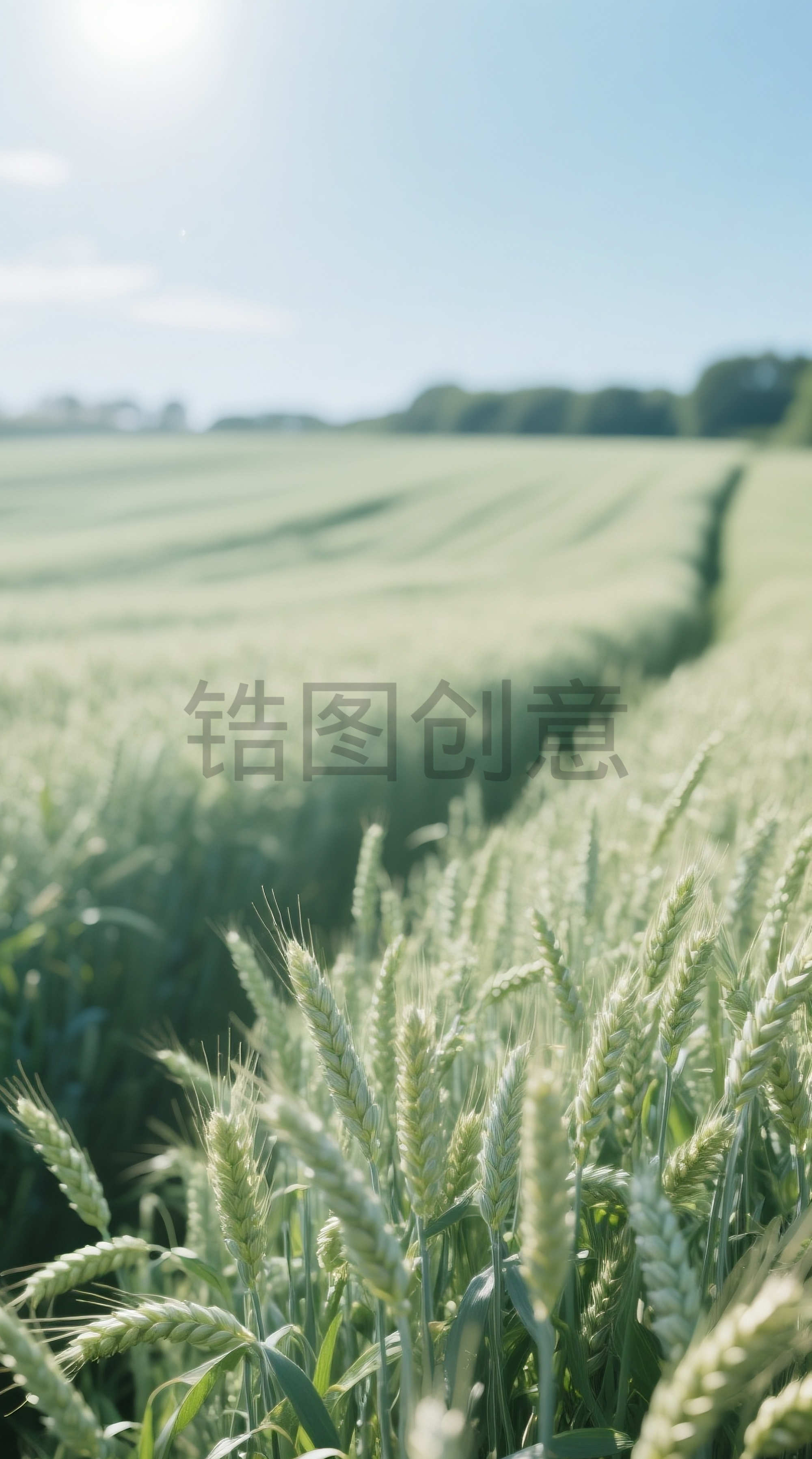 空旷麦田小麦麦子农作物小忙芒种场景