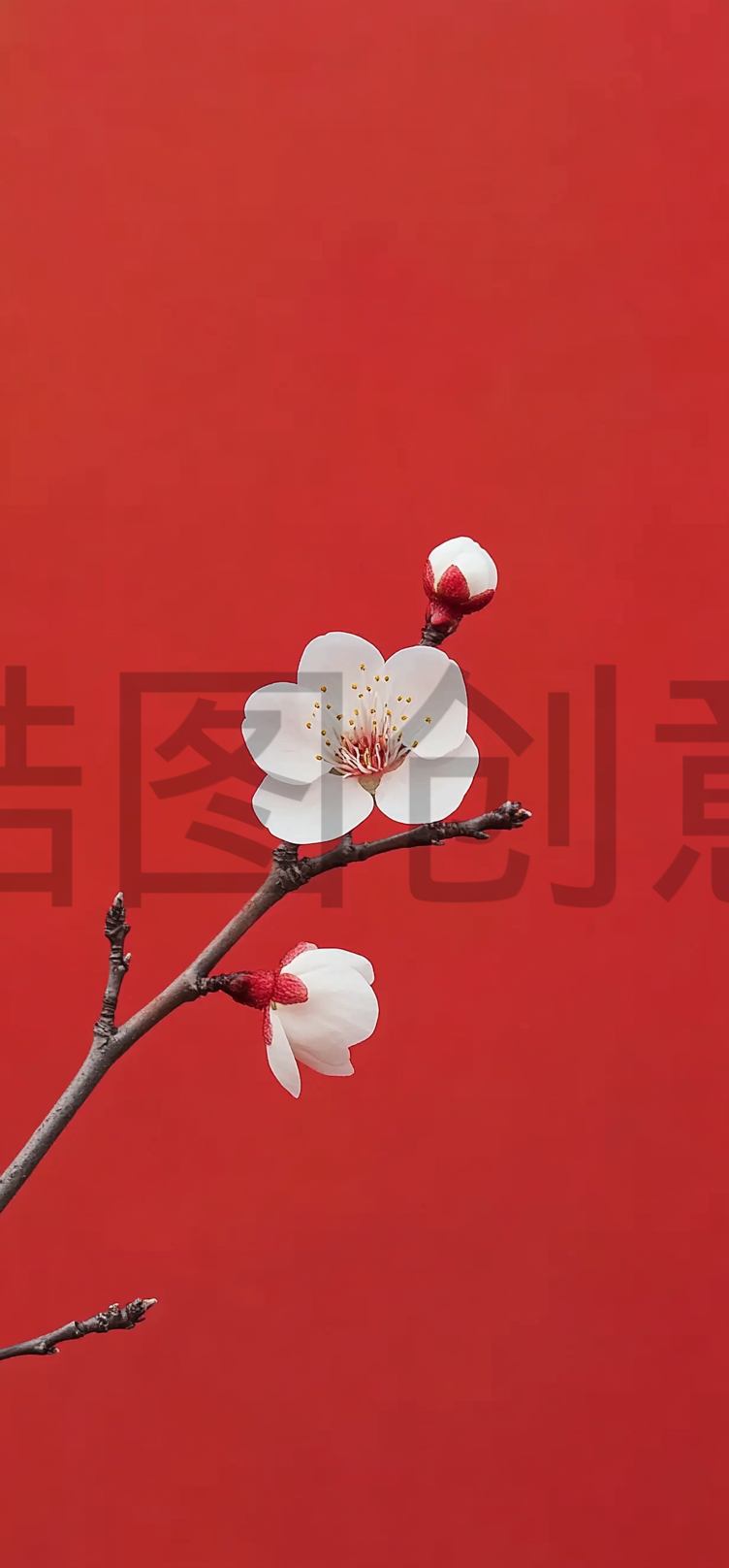 红色城墙独露出一支梅花特写场景