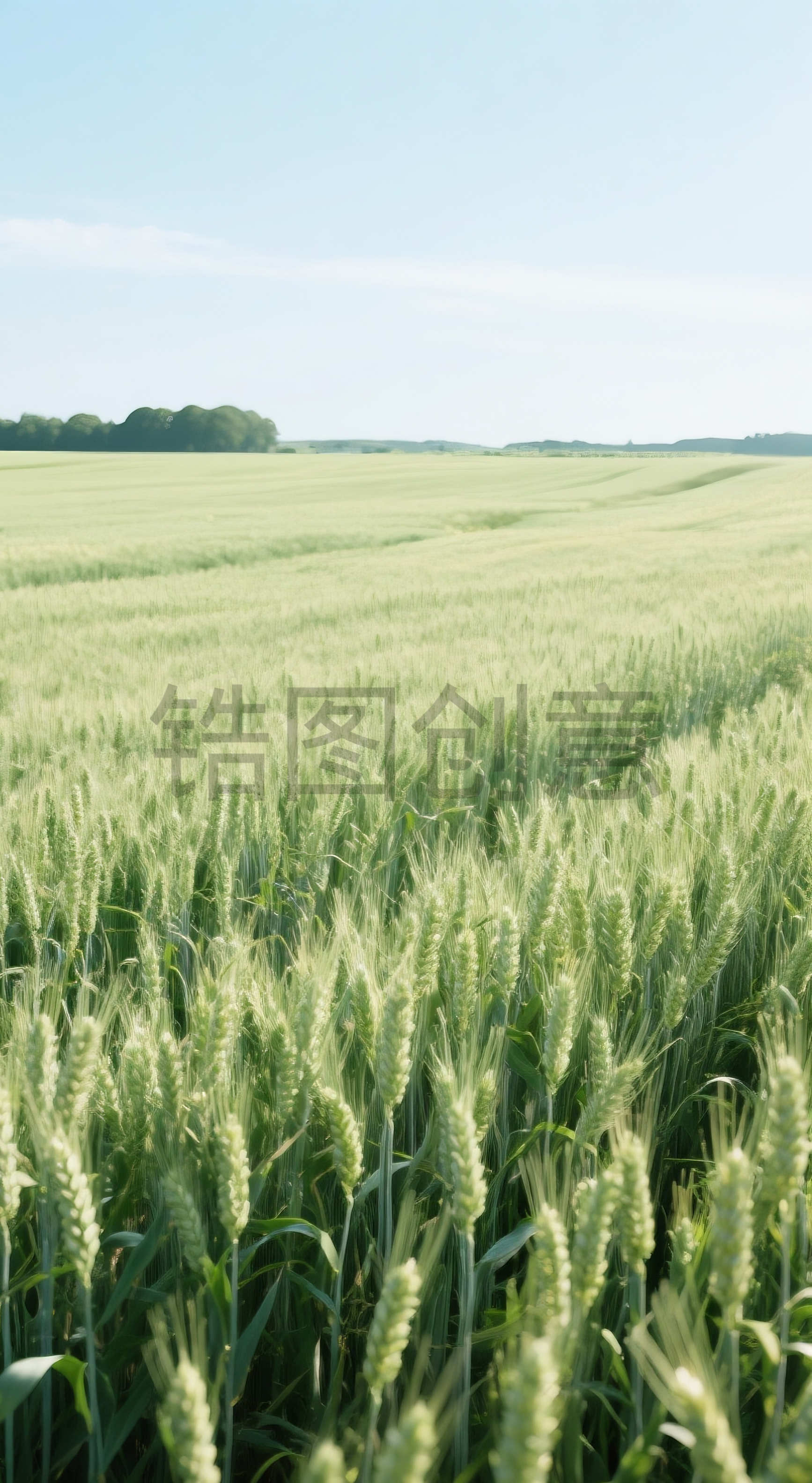 空旷麦田小麦场景