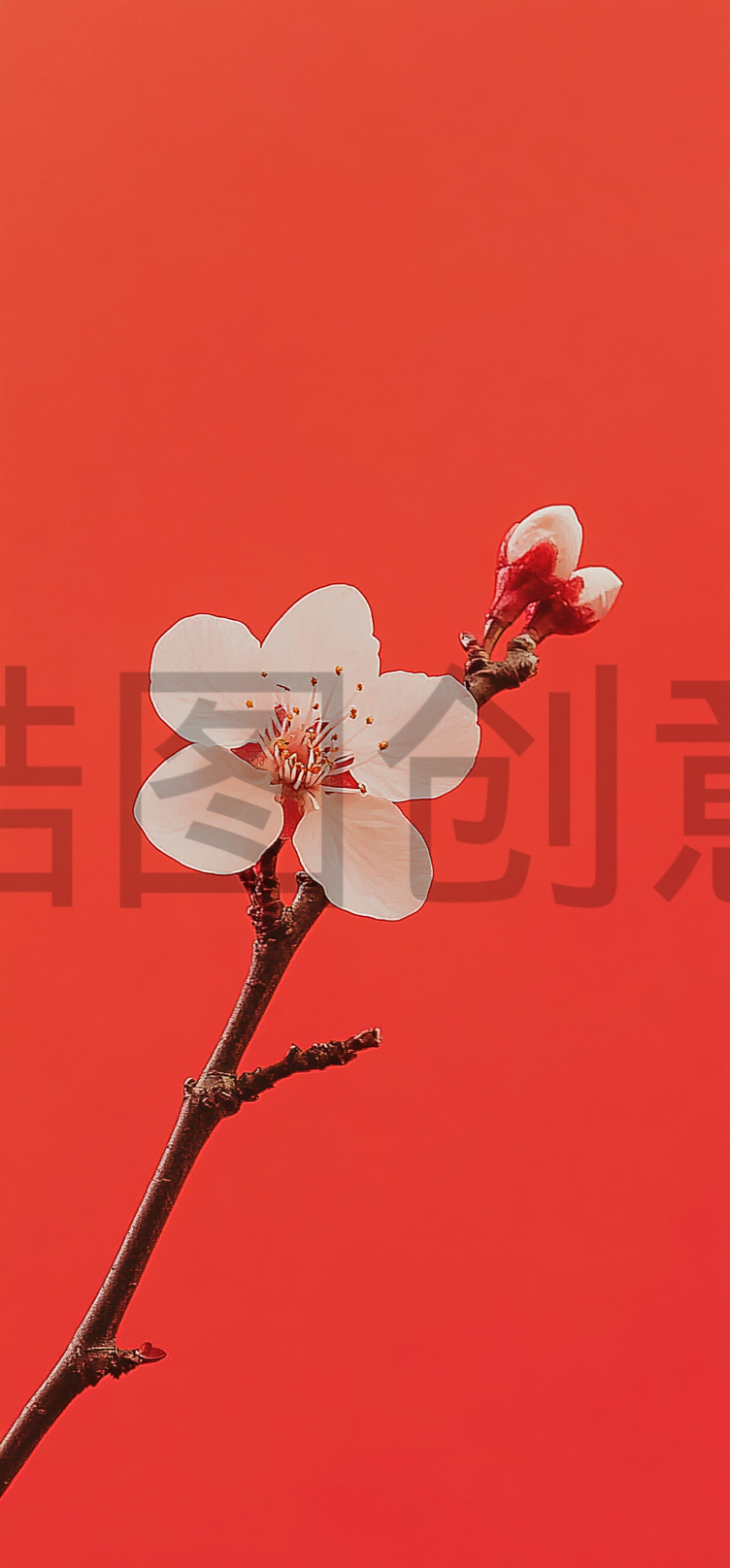 红色城墙独露出一支梅花特写场景