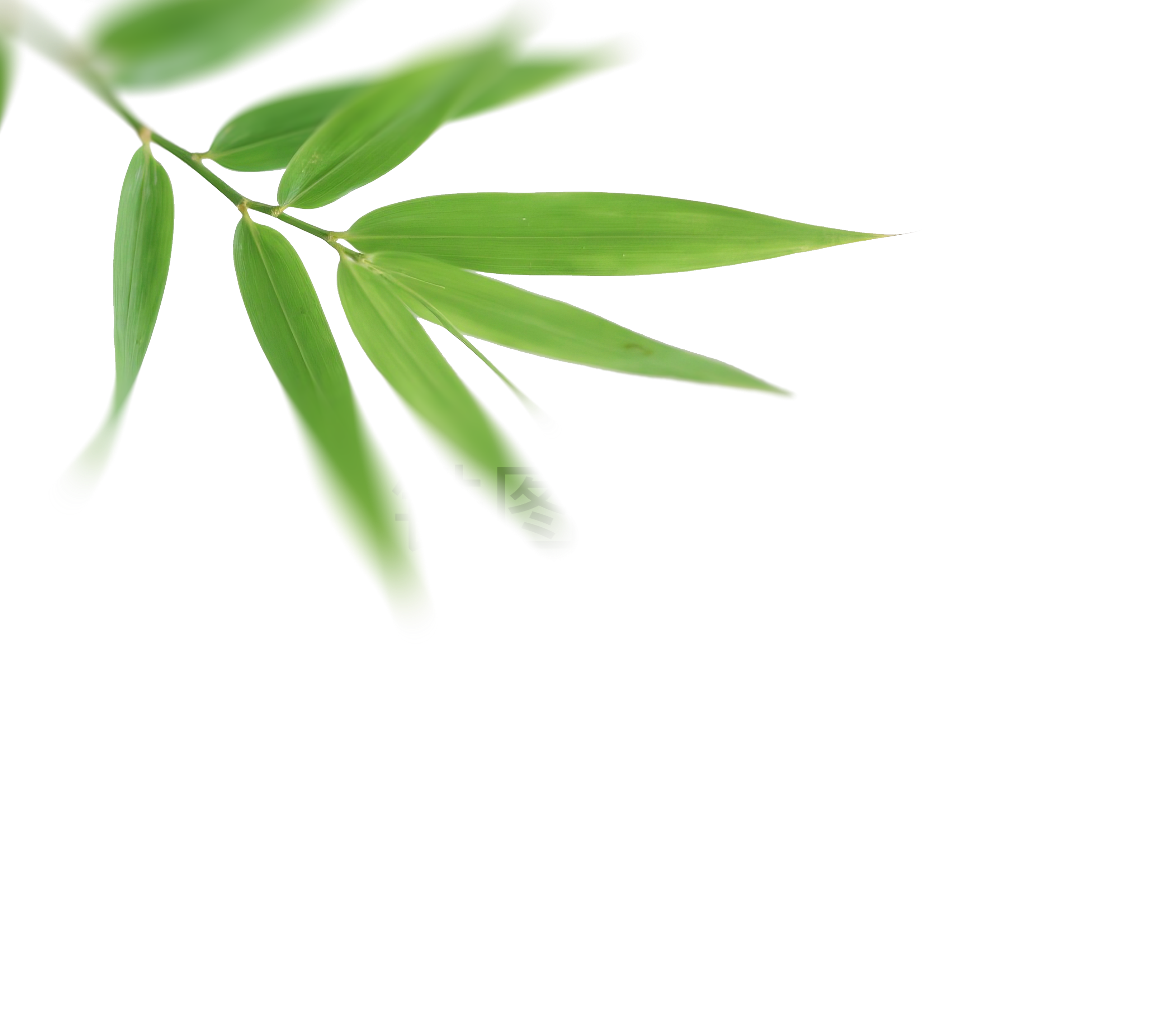 锆图-竹子竹叶点缀氛围免扣png元素