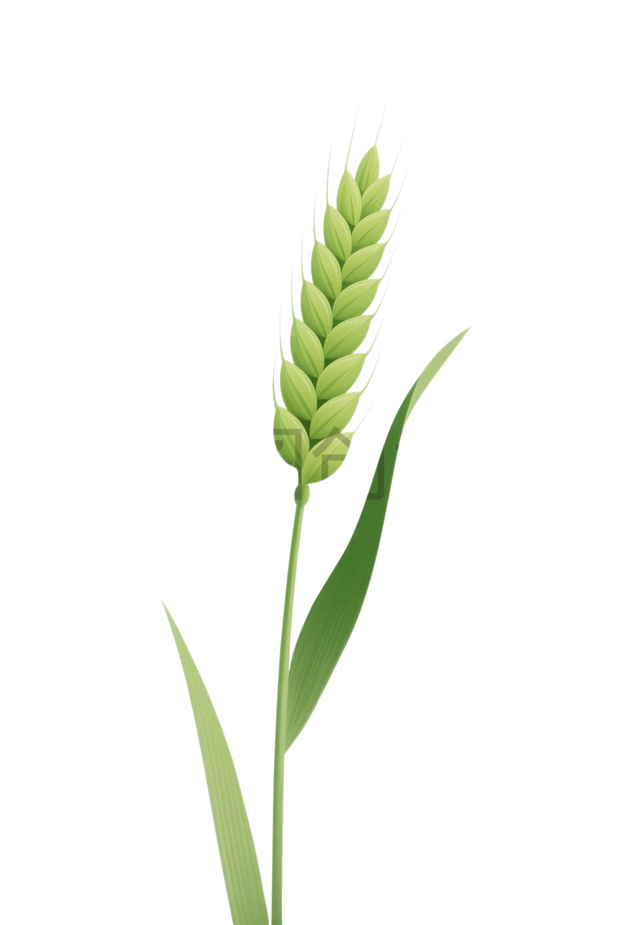植物绿色麦穗小麦免扣元素