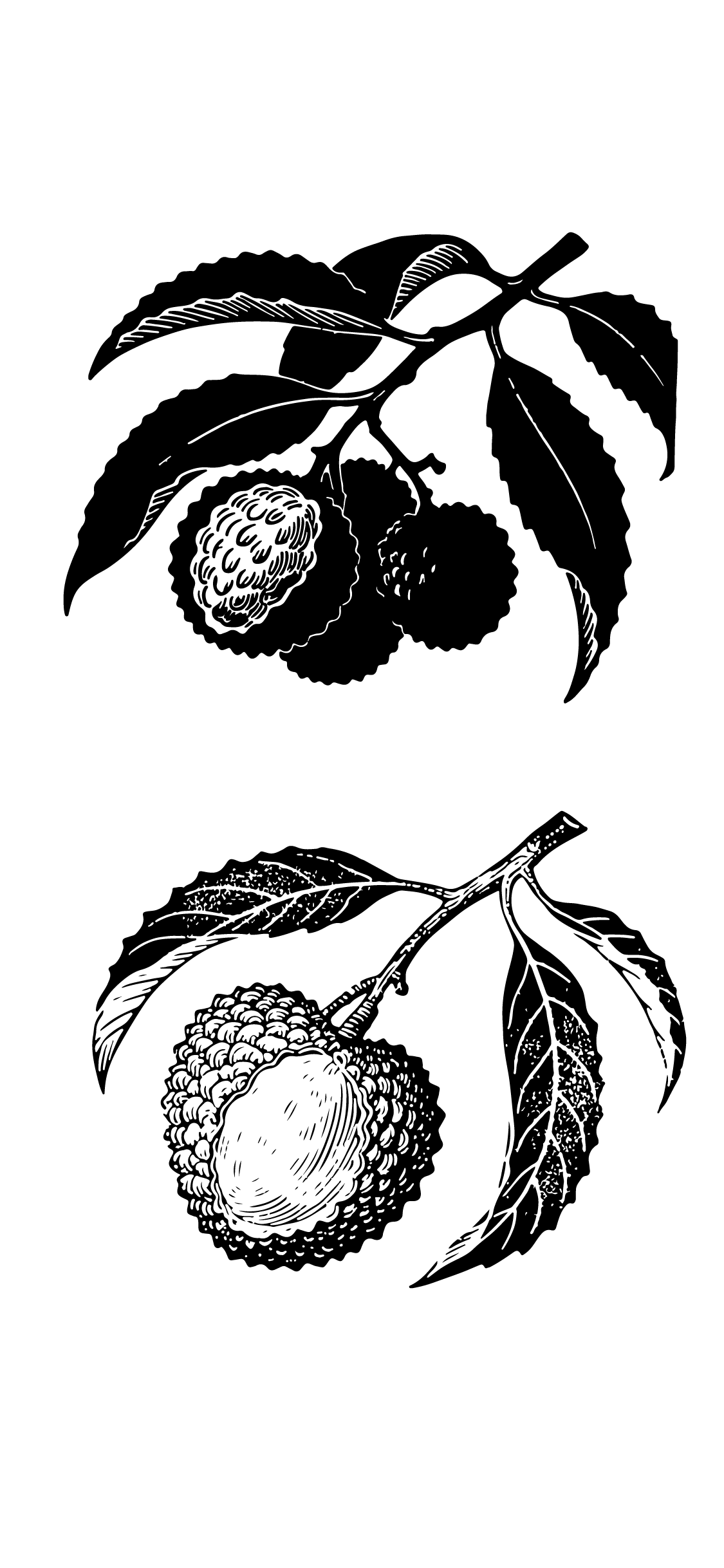 水果荔枝版画线稿元素