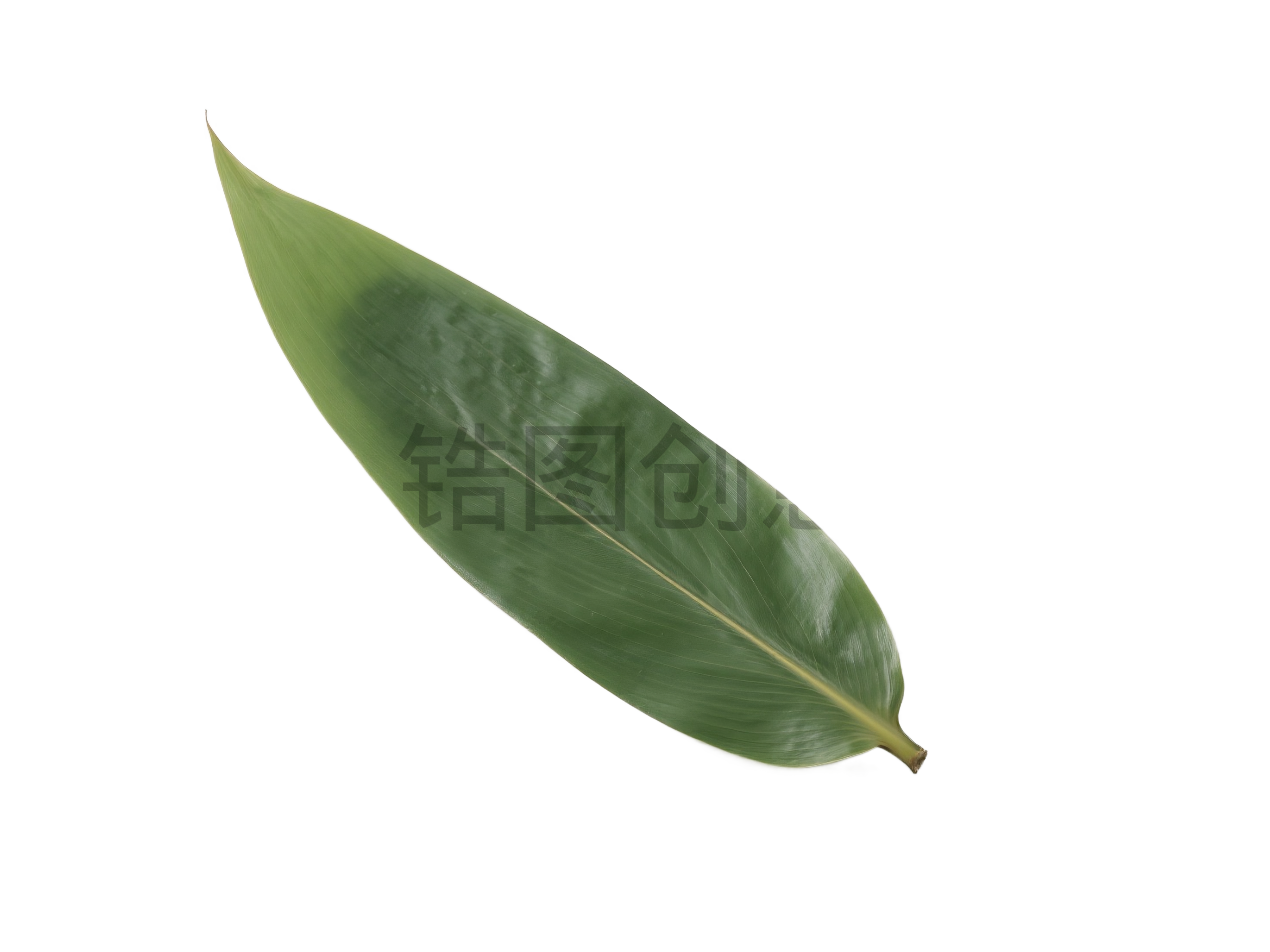 端午节粽子叶元素