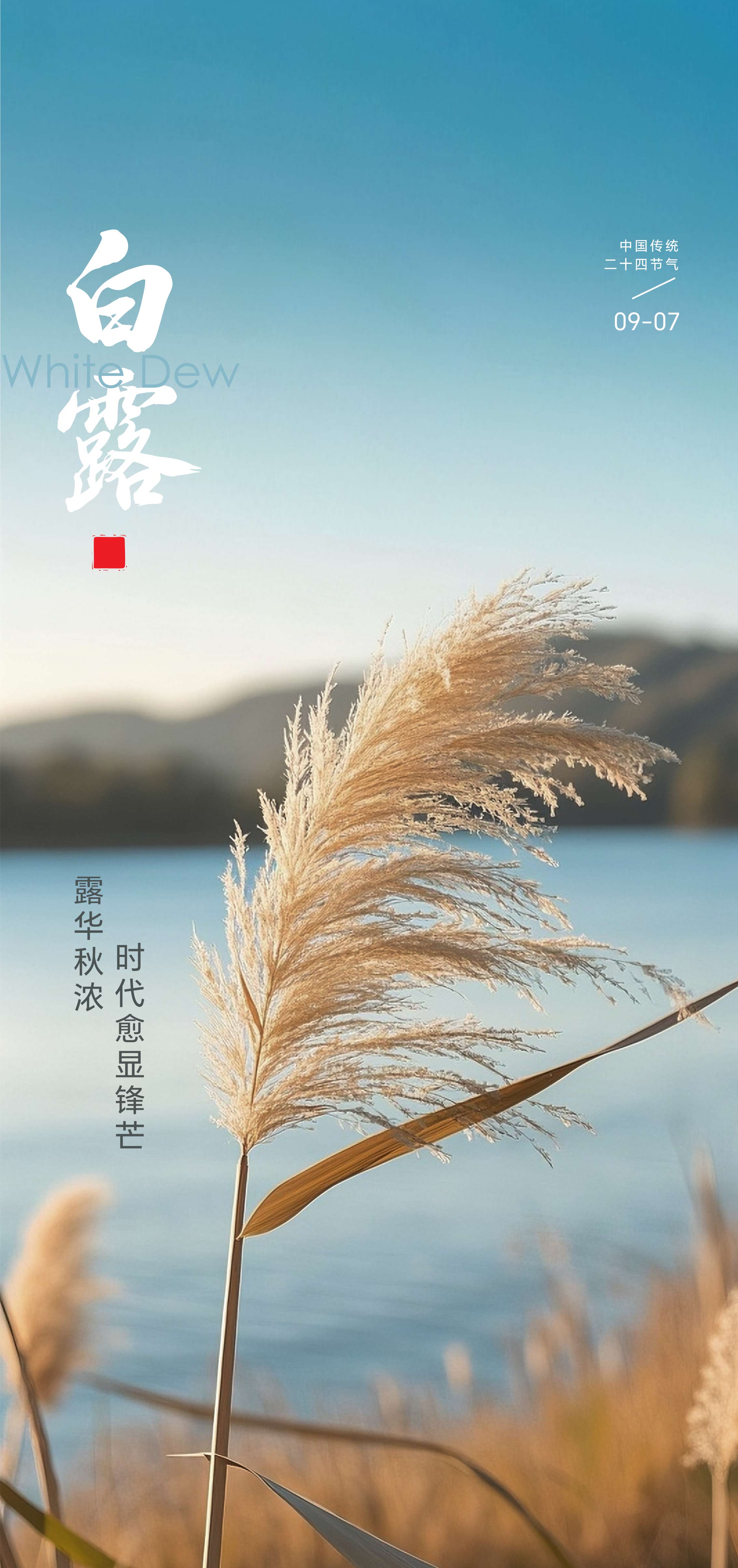 寒露白露节气海报