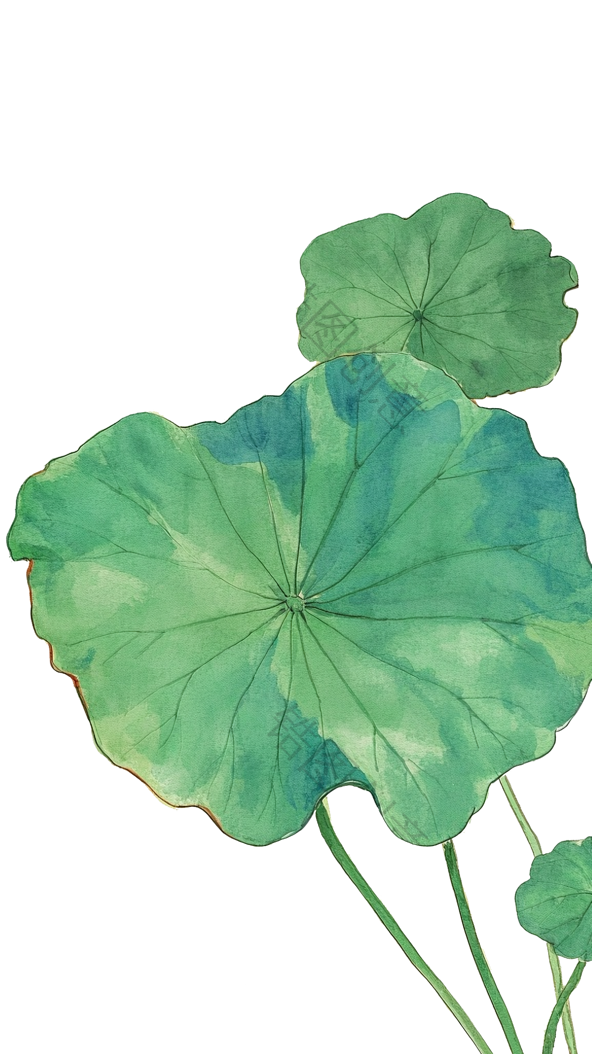 夏天水彩荷花荷叶元素