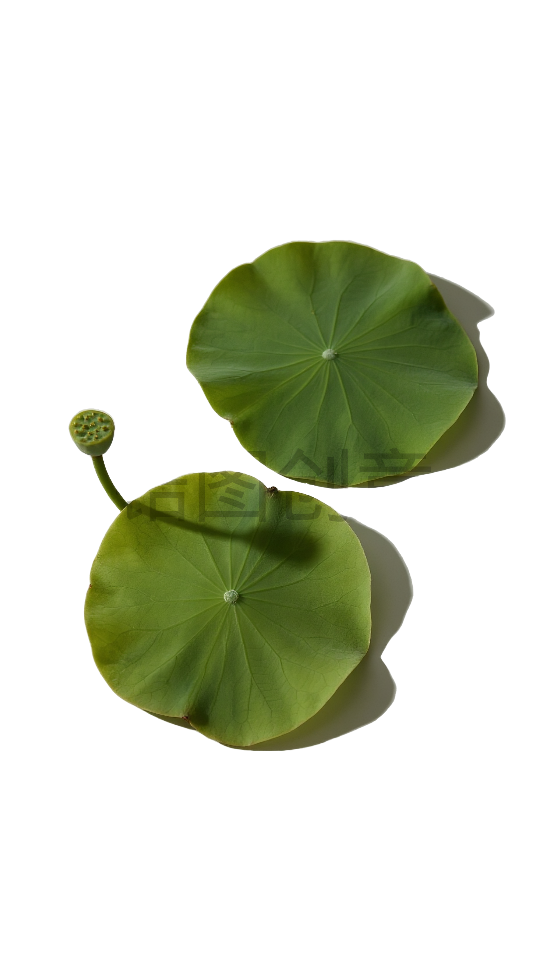 夏天水彩荷花荷叶元素