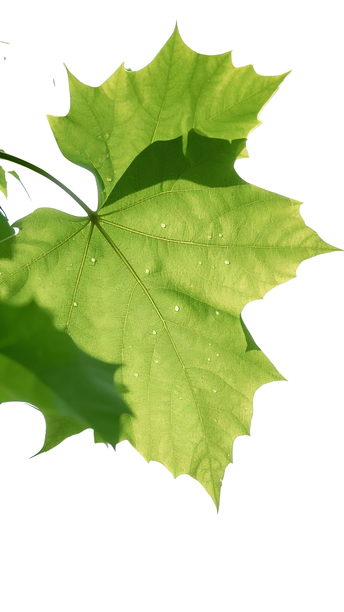 梧桐叶元素