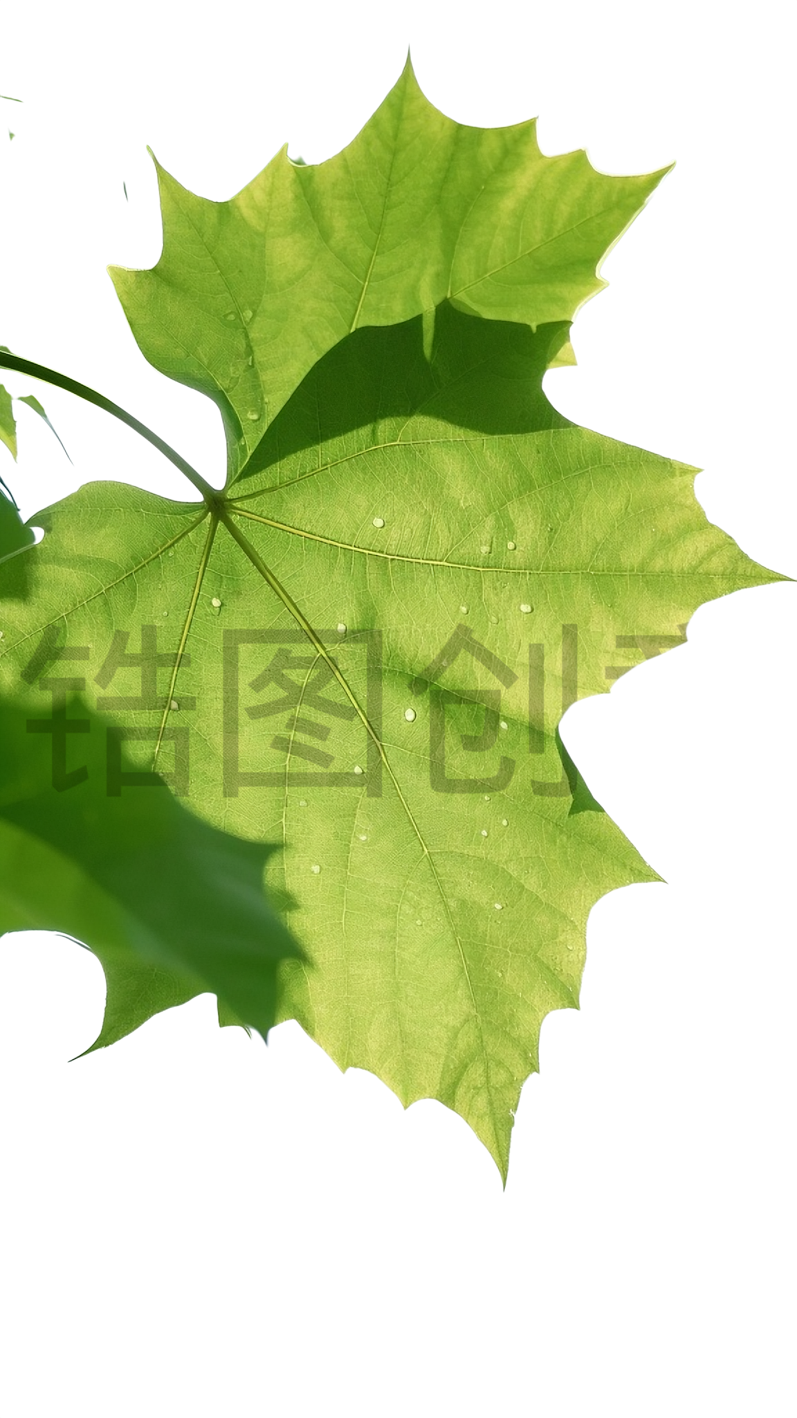 梧桐叶元素