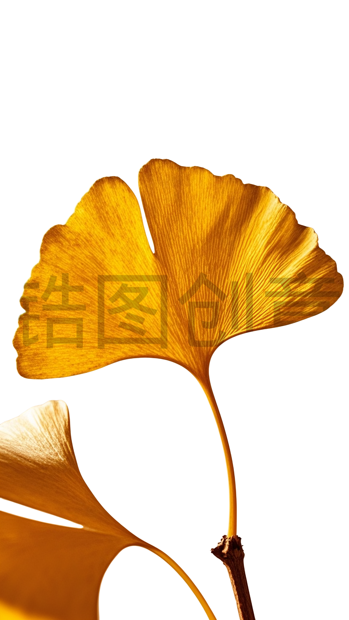 黄色银杏树叶元素