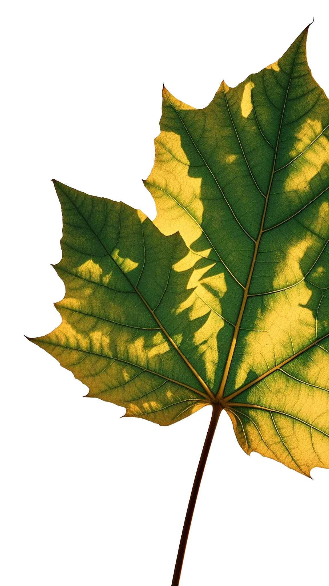 梧桐叶元素