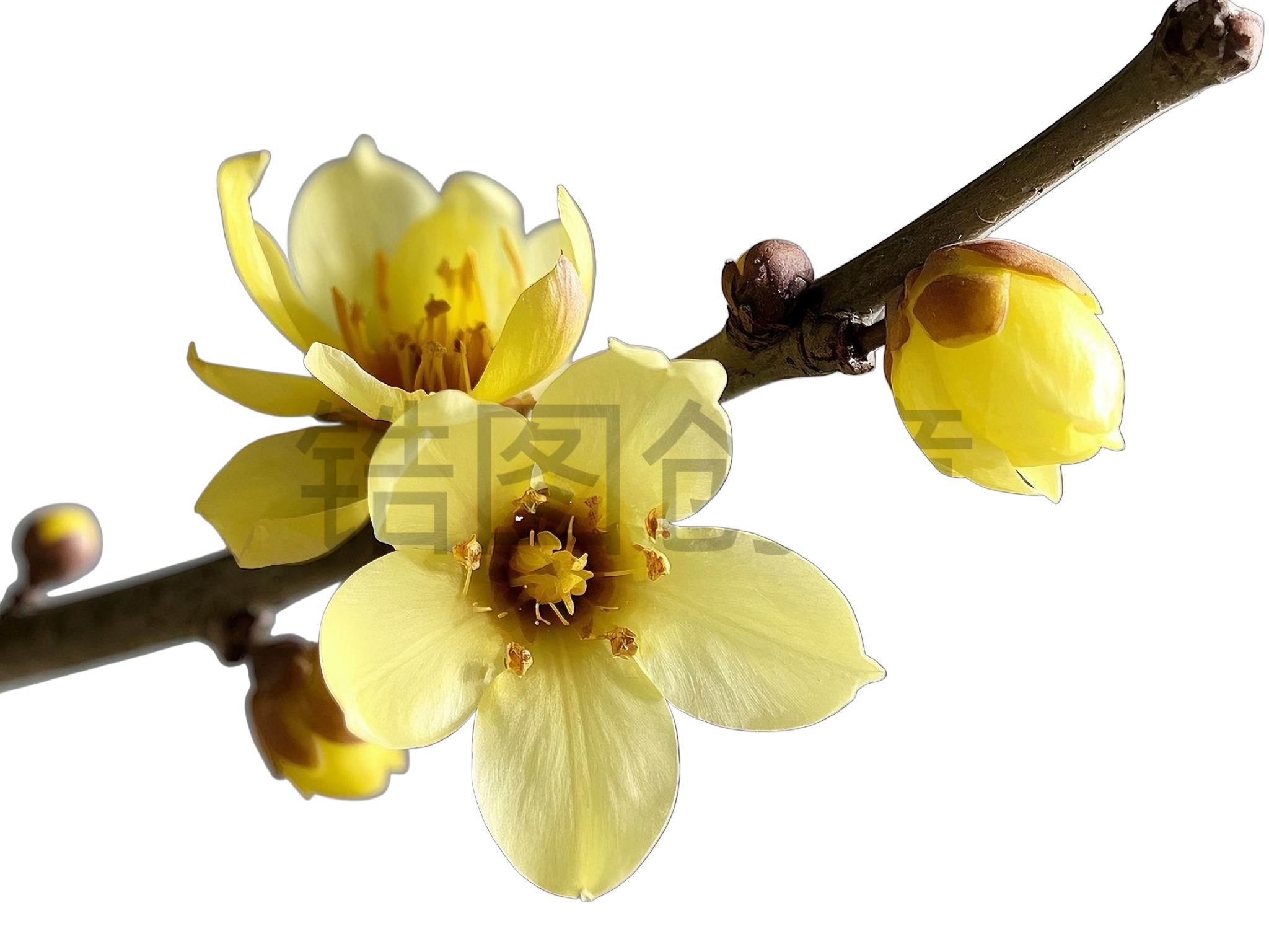 腊梅树枝枝叶元素