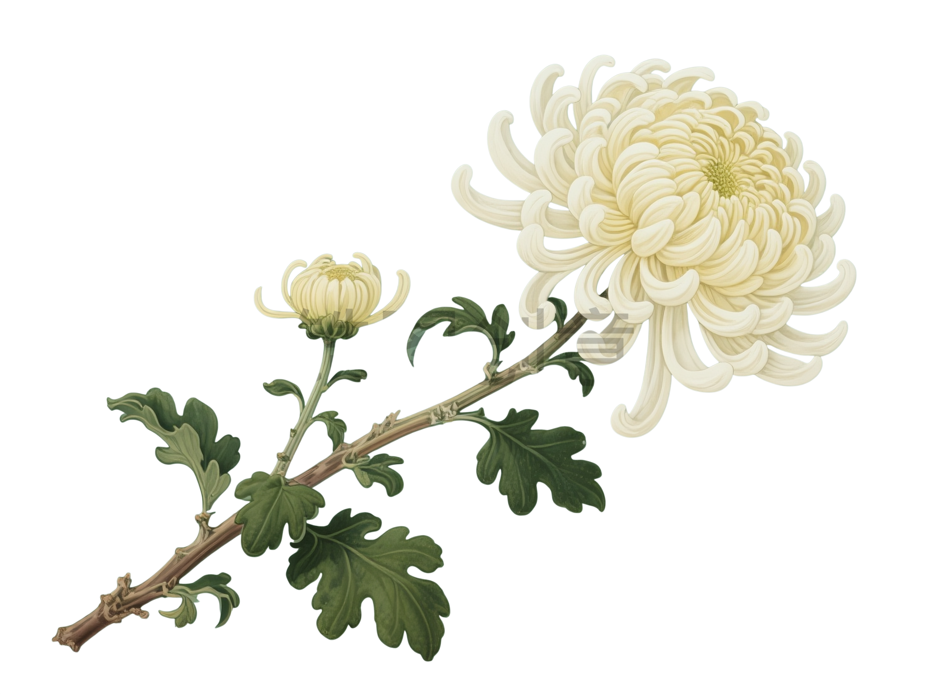 菊花元素