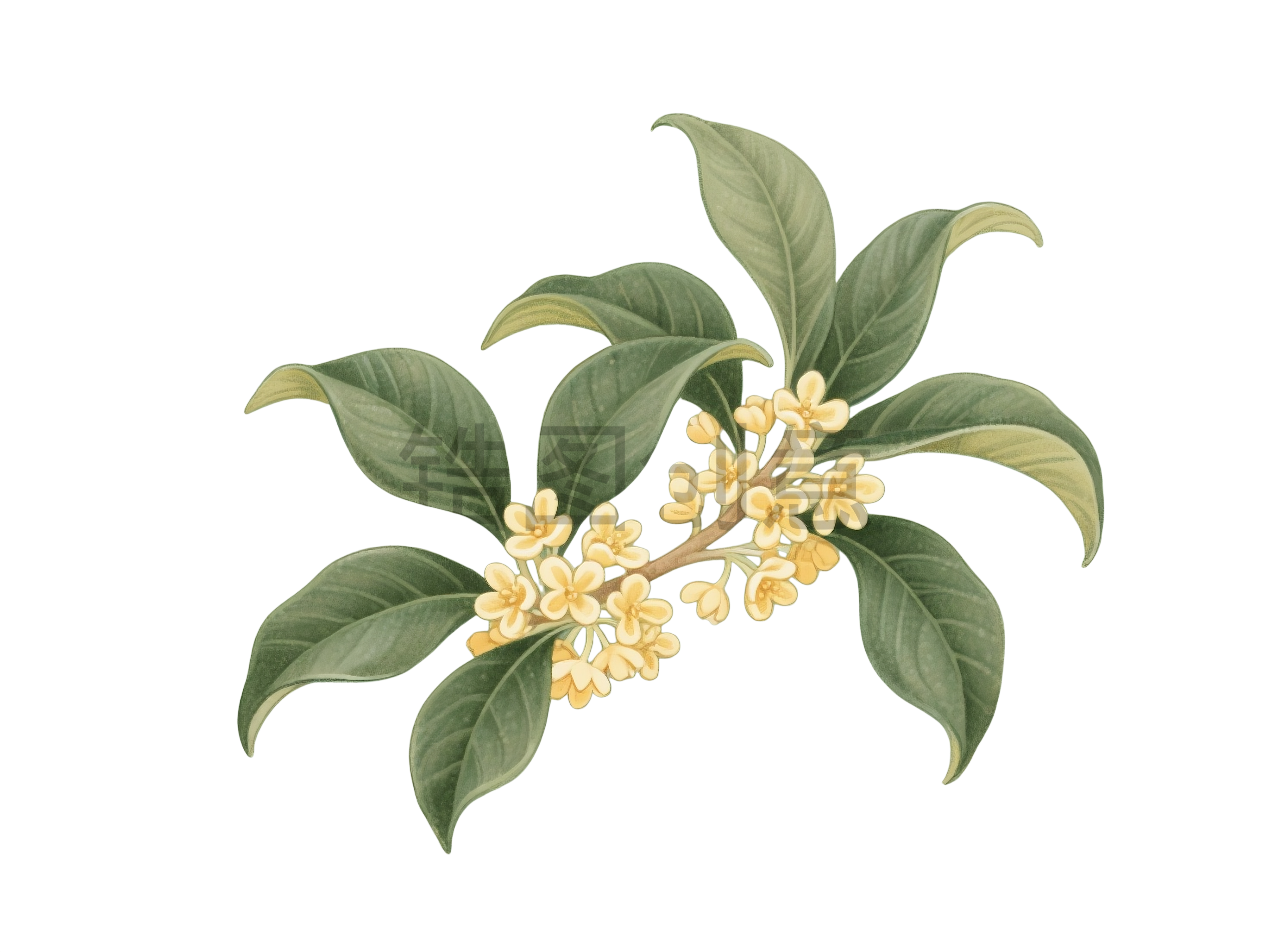 桂花花枝元素