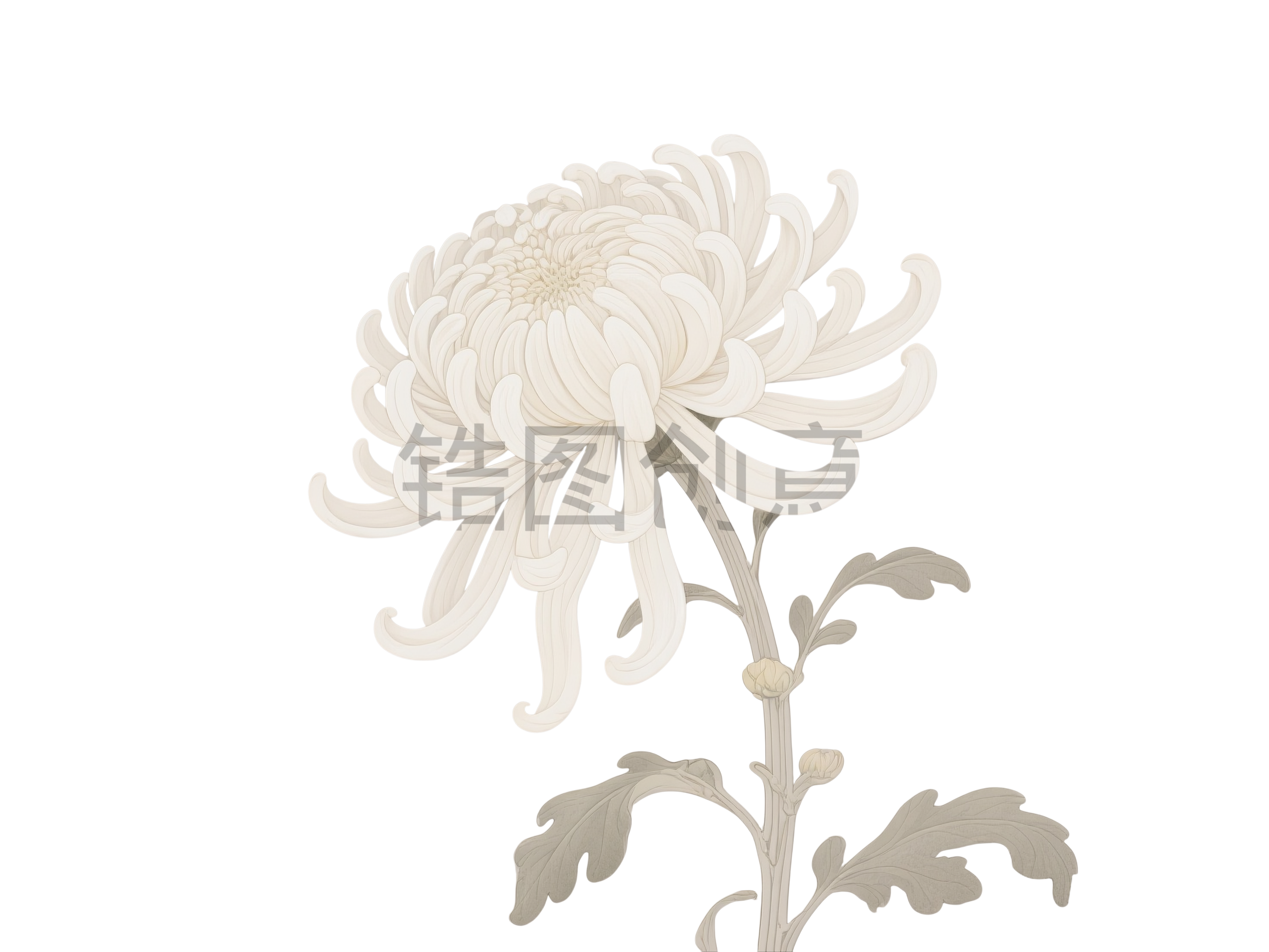 菊花花枝元素